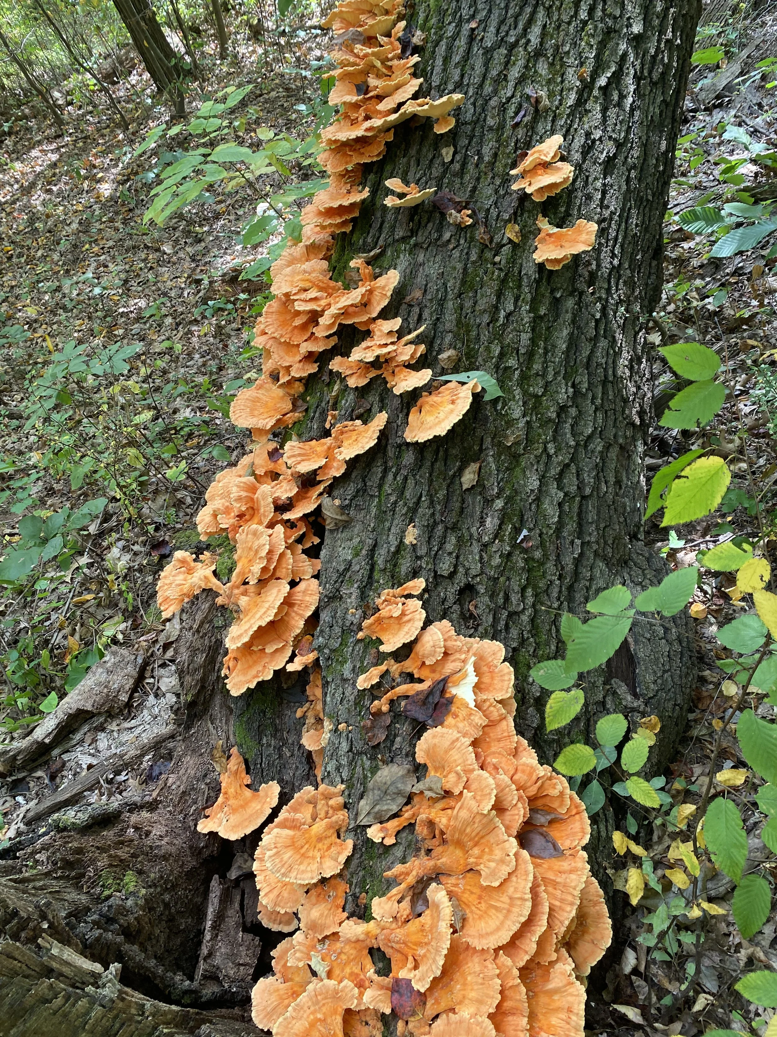 chicken of the wood mushroom foraging