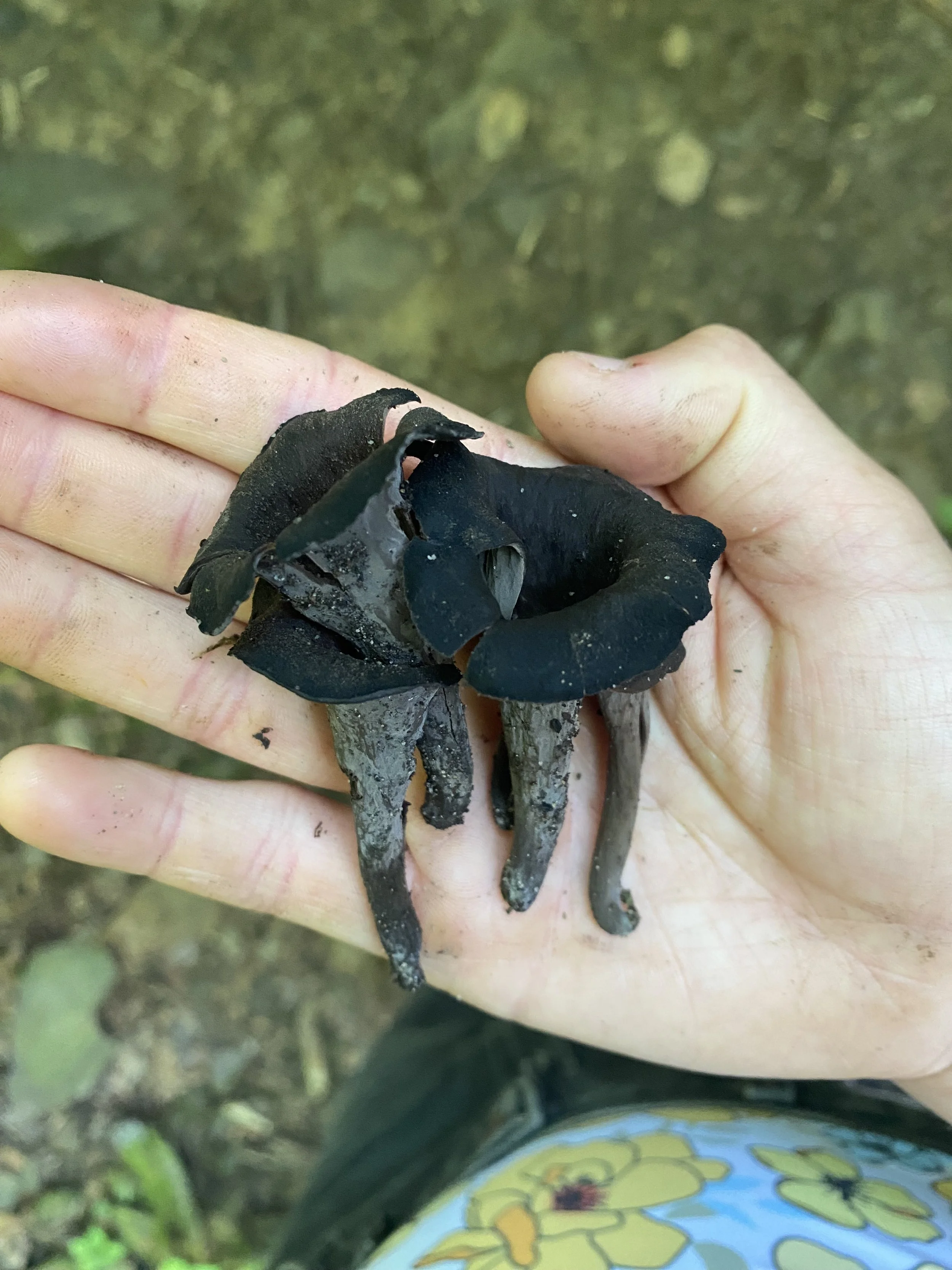 black trumpet mushroom harvest