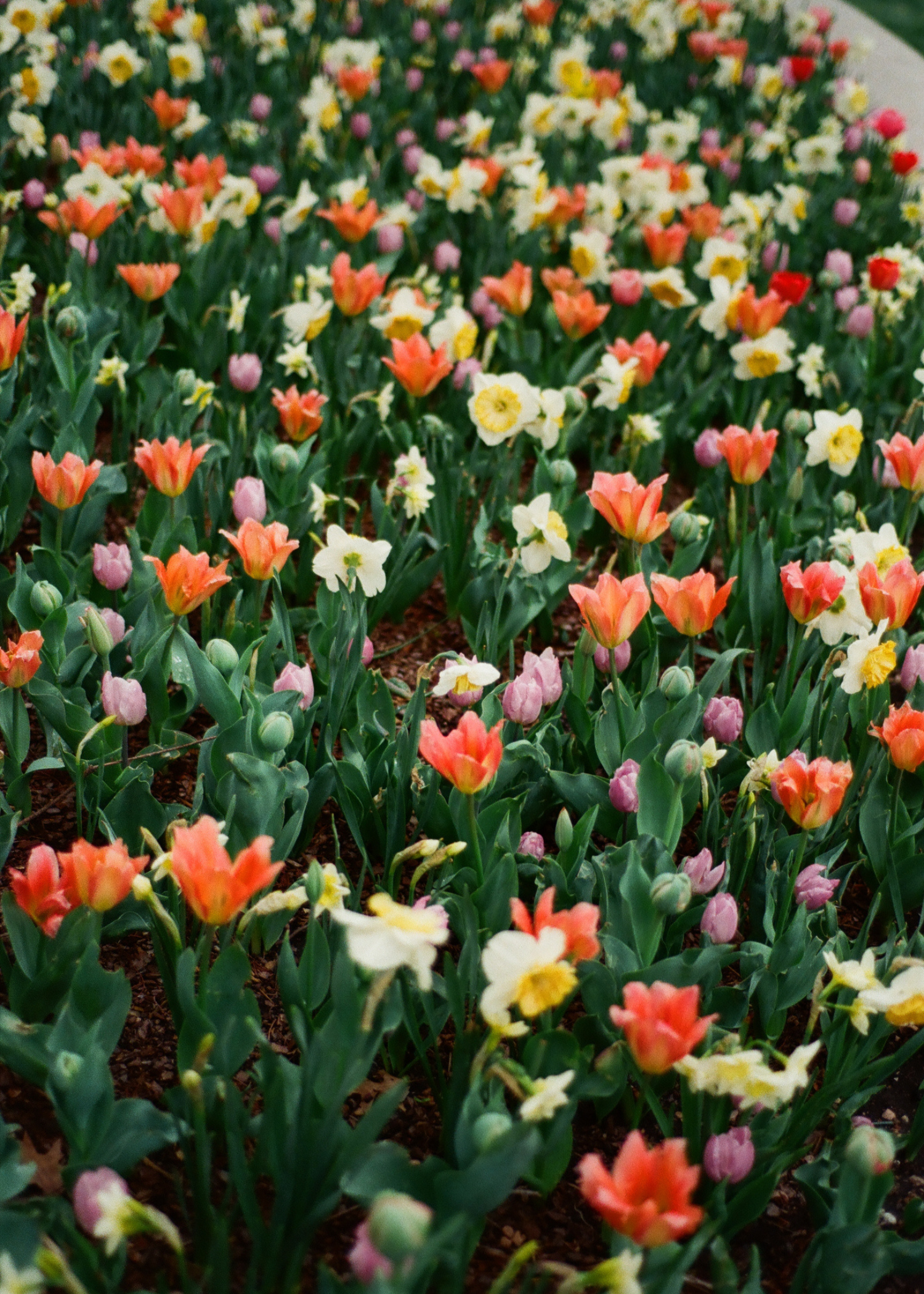 A vibrant flower bed filled with multicolored tulips in shades of pink, orange, red, yellow, and white.