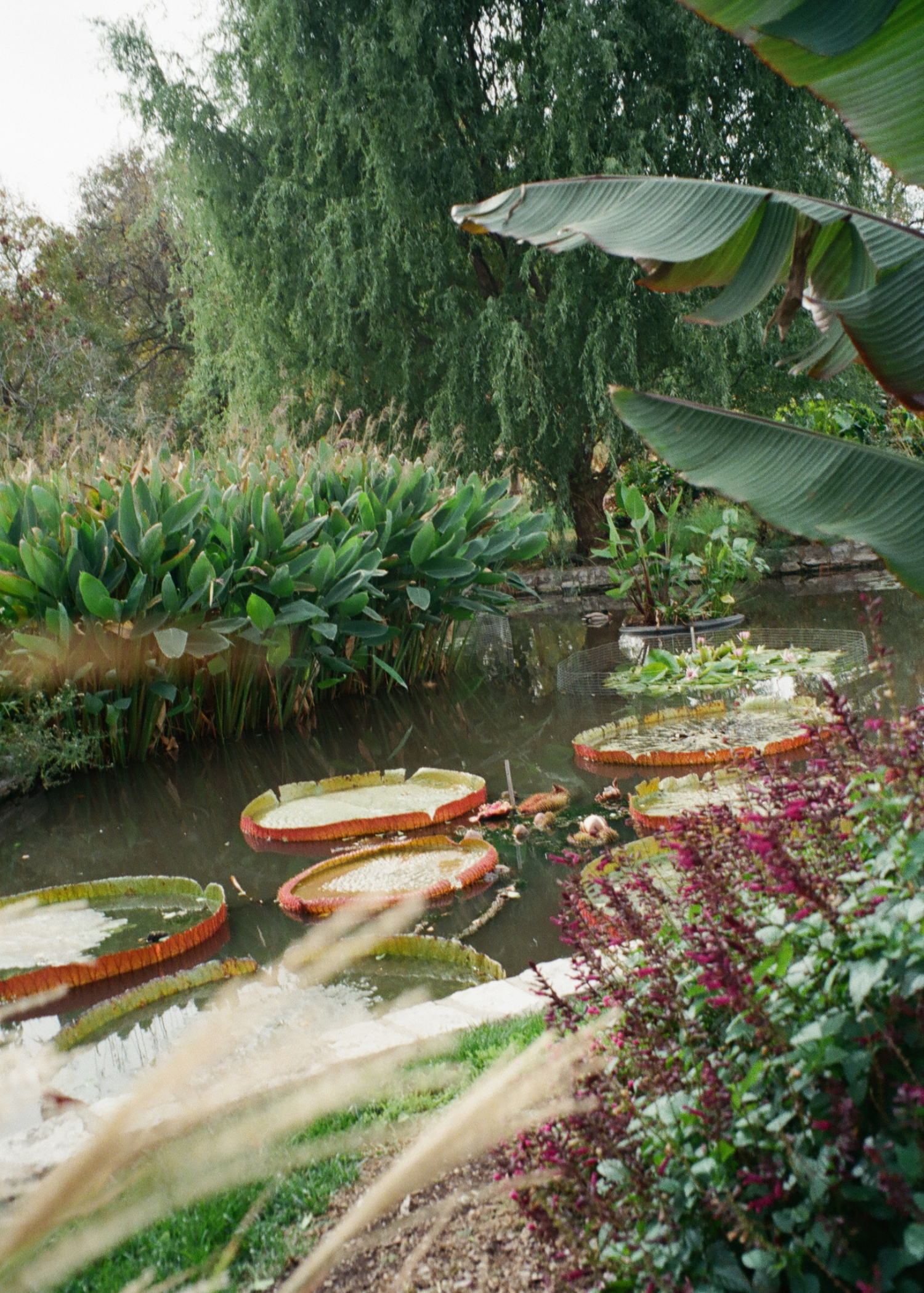 A lush garden scene with various green plants and trees, including large tropical leaves, water lilies, and a small pond surrounded by colorful flowers.