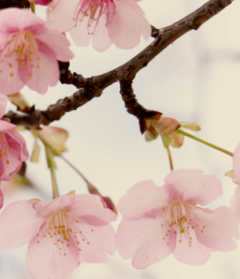 Nahaufnahme einer Kirschblüte mit pinken Blütenblättern an einem Ast.