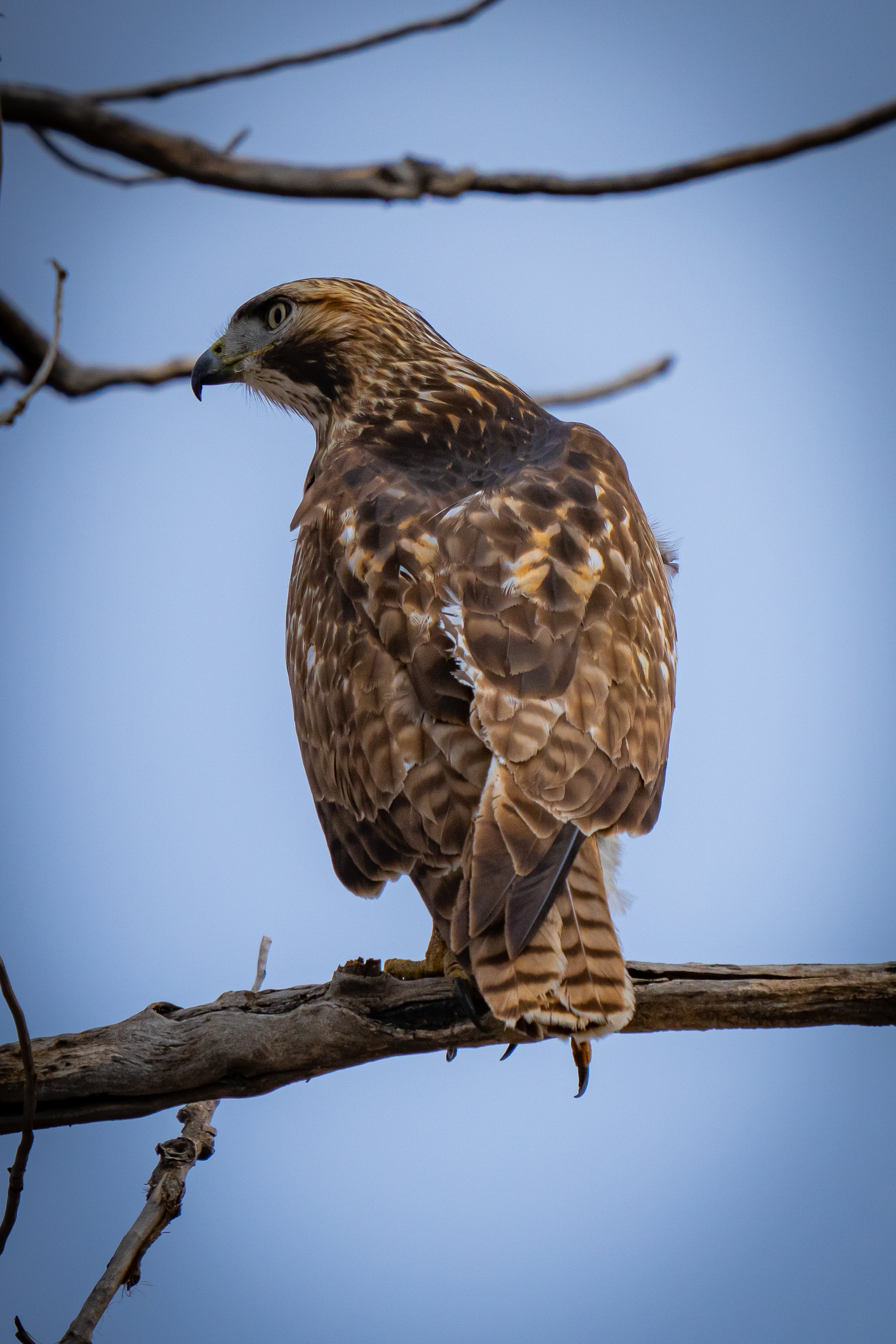 A bird of prey, likely a hawk, perched on a tree branch with a blue sky background.