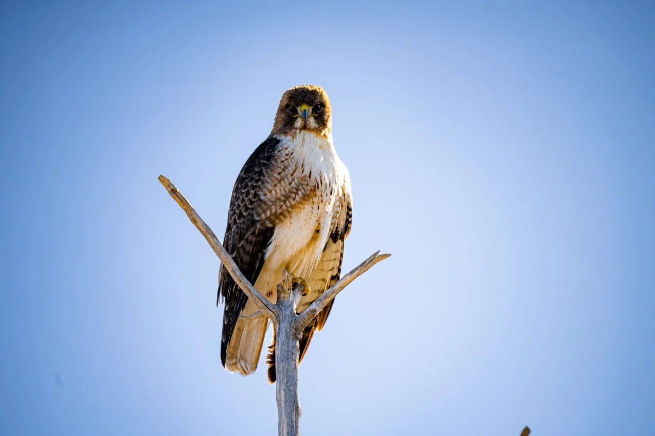 A bird of prey perched on a thin, leafless branch against a clear blue sky.