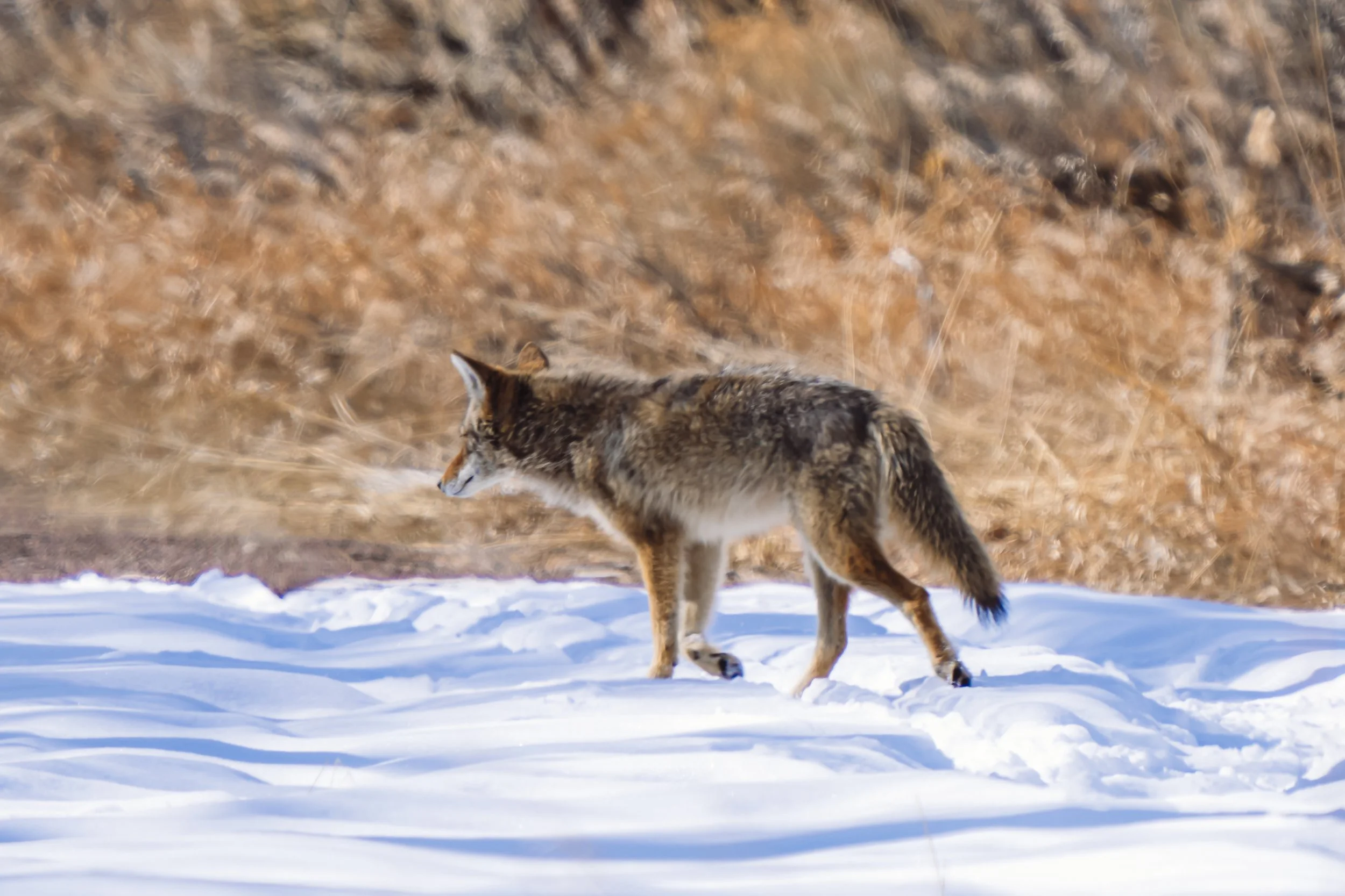 A coyote walking through snow with a brown, dry grassy background.