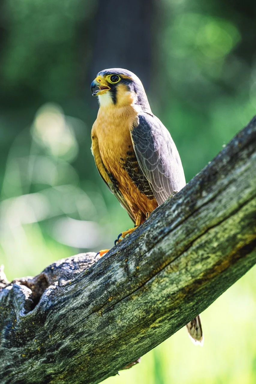 A falcon, perched on a moss-covered tree branch with green blurred background.