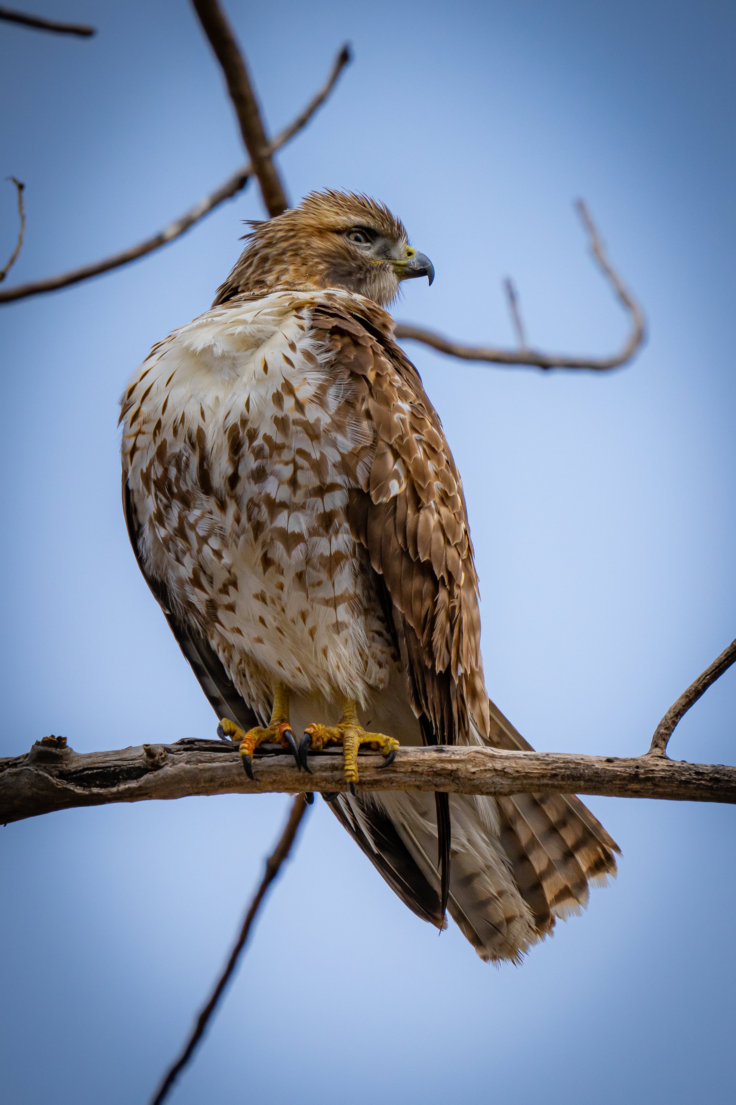 A hawk perched on a tree branch with a pale blue sky background.