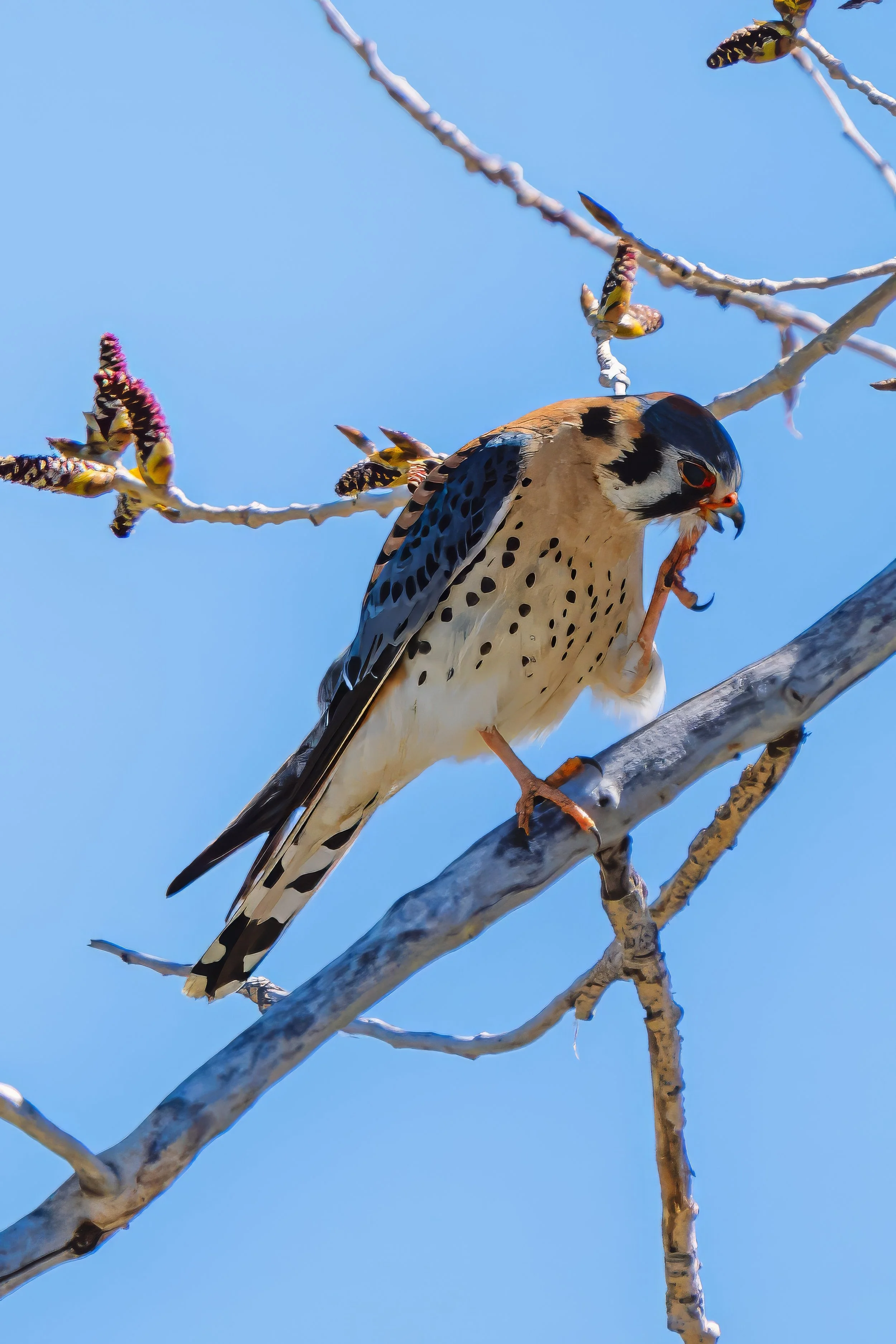 An American Kestrel, bird of prey with spotted tan and black feathers, perched on a branch with a blue sky background, appearing to call or screech in Broomfield, CO. 