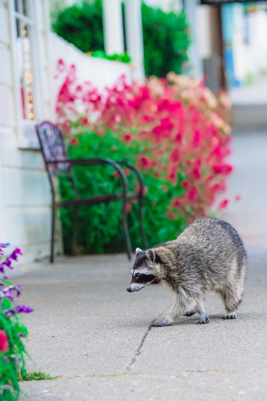 A raccoon walking on a sidewalk in Mendocino, CA with colorful flowers and a bench in the background.