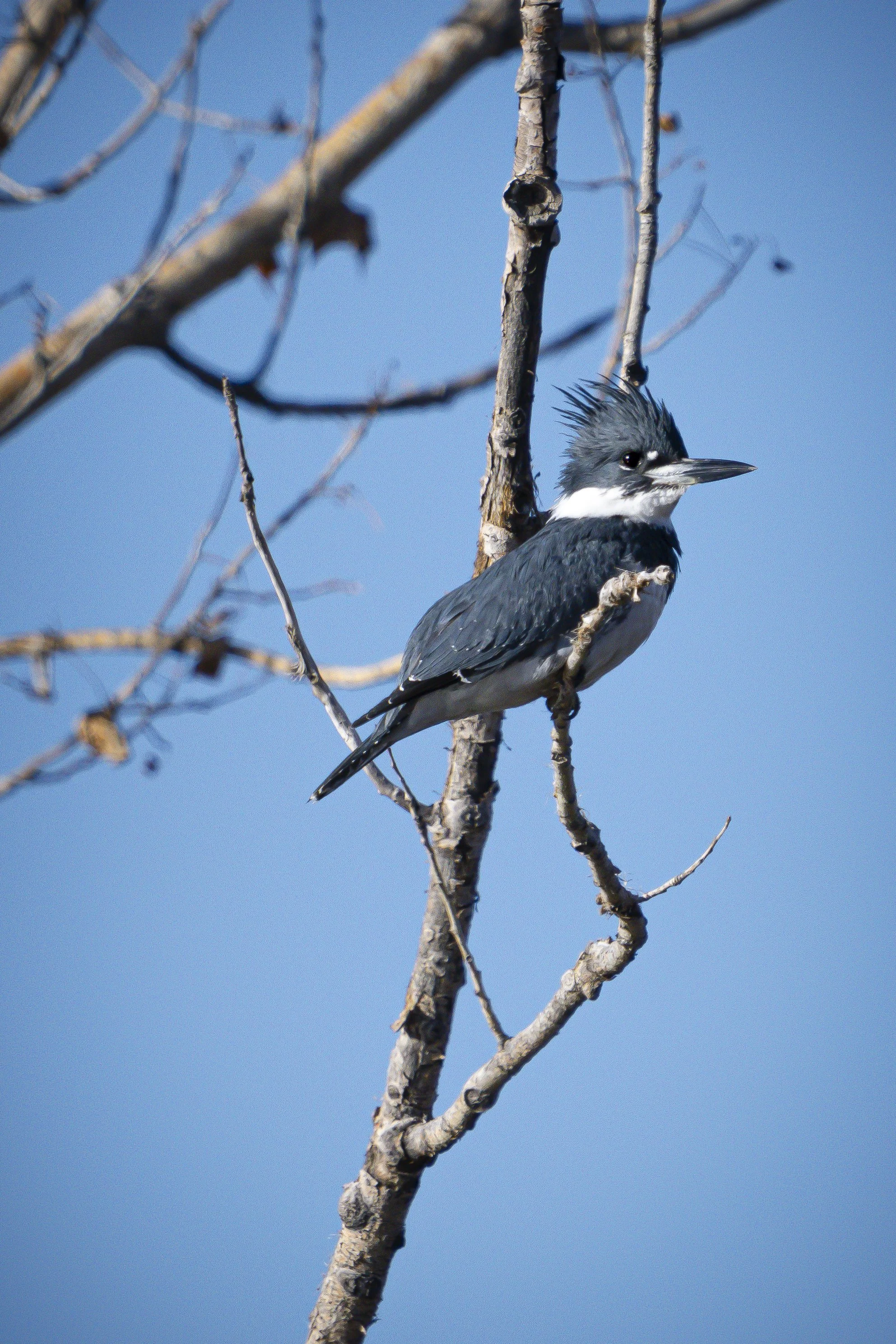 A Kingfisher with a gray crest and black and white feathers perched on a bare tree branch against a blue sky.