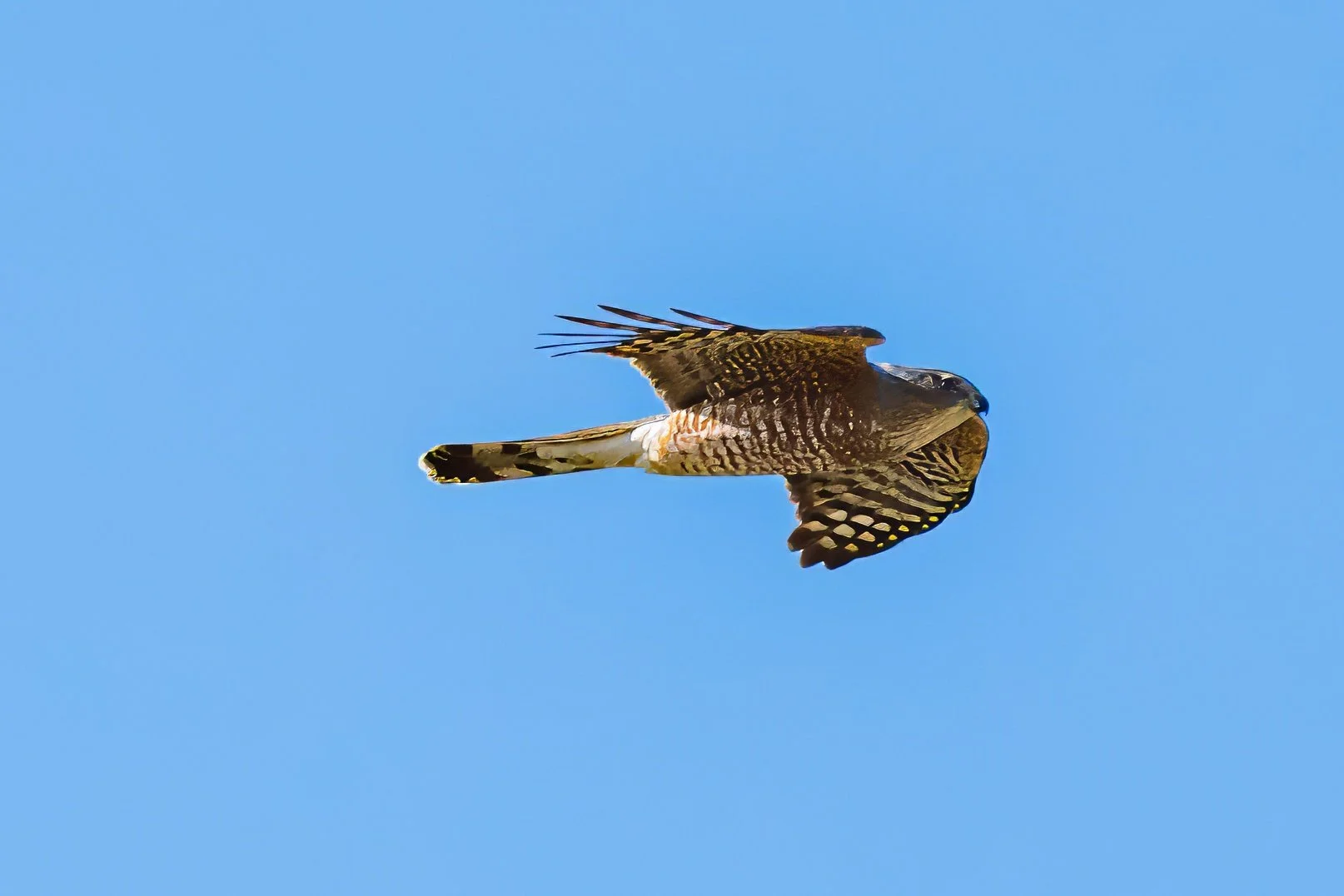 A falcon soaring in a clear blue sky.