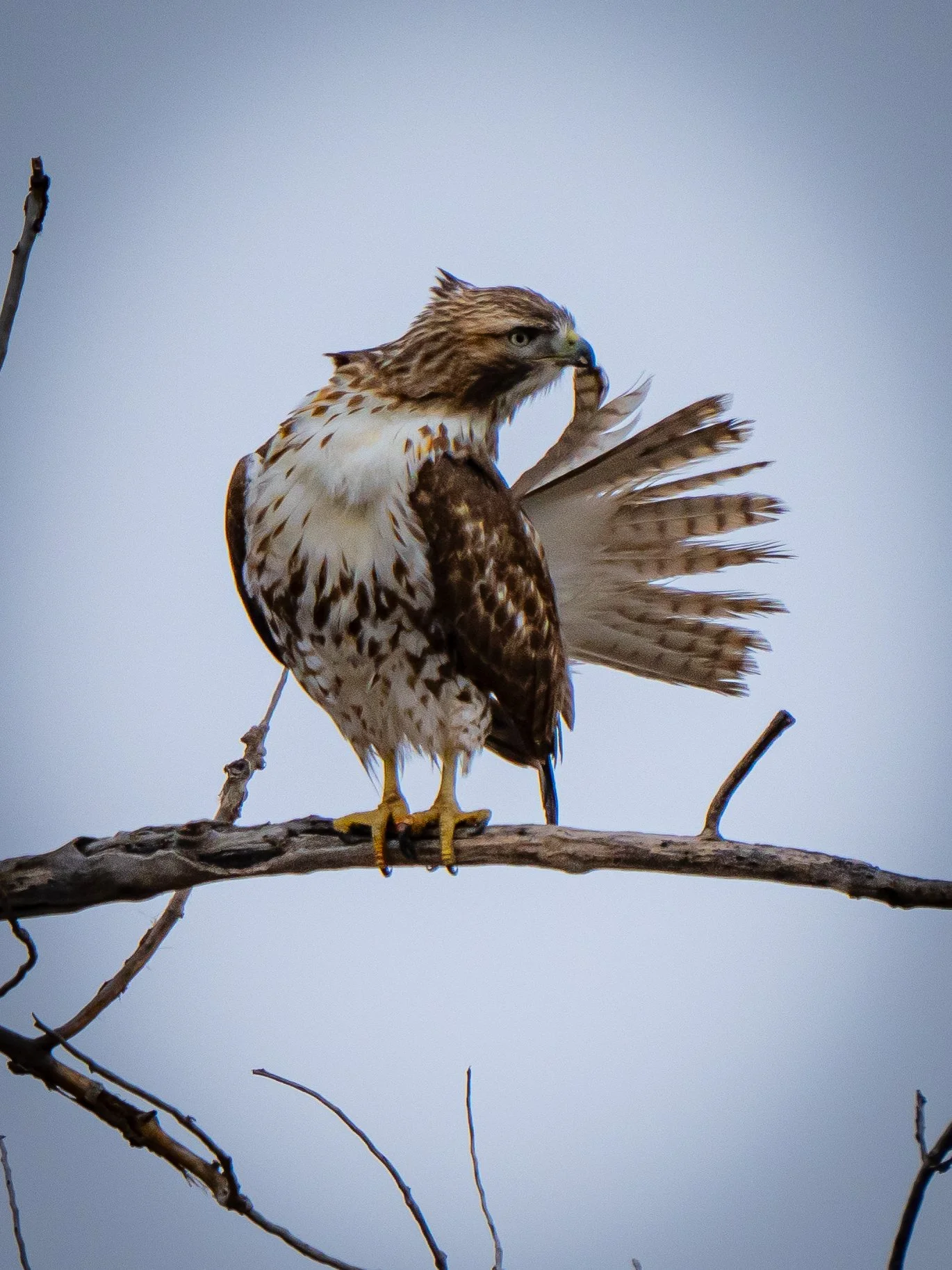 A hawk perched on a tree branch, pruning its tail feathers after rain, with its tail fanned out in Westminster, CO.