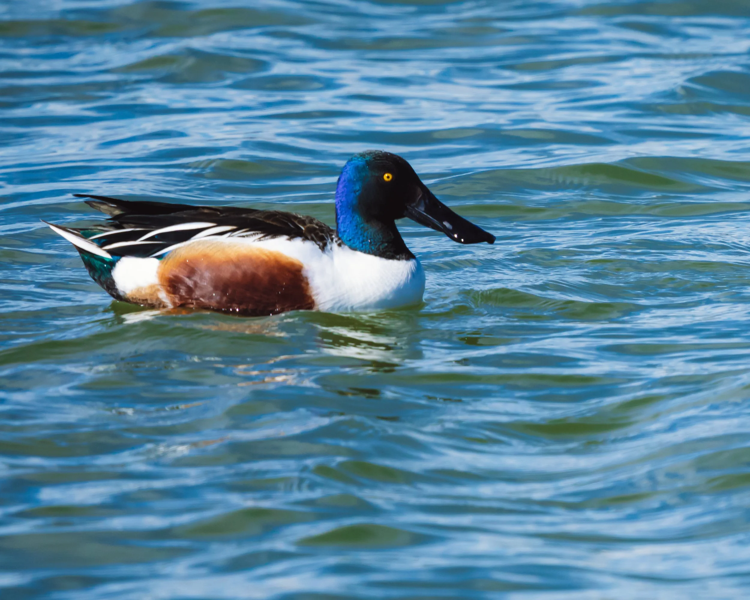 A male northern shoveler duck swimming in water, with a large, wide bill and a blue head.