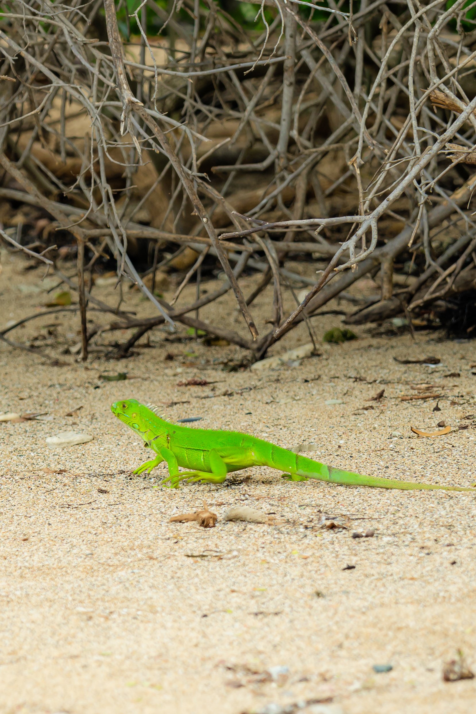 A bright green iguana on sandy beach in St. Croix with dried branches and twigs in the background.