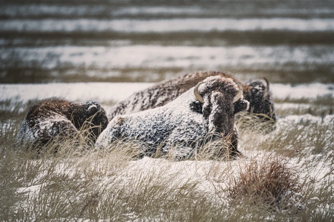 Three bison resting on a snowy field with tall grass, in a cold winter landscape at the Rocky Mountain Arsenal National Wildlife Refuge.