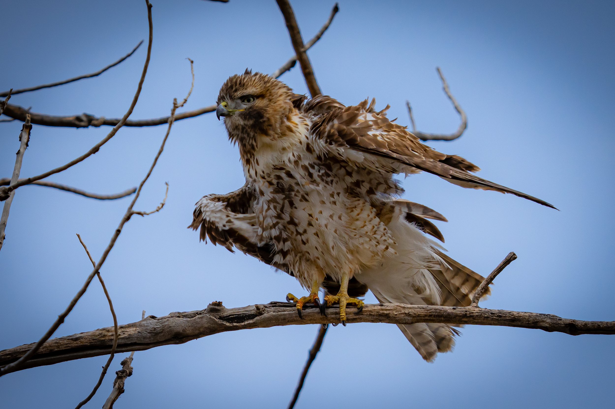 A hawk perched on a tree branch against a blue sky, with wide wings and sharp eyes.
