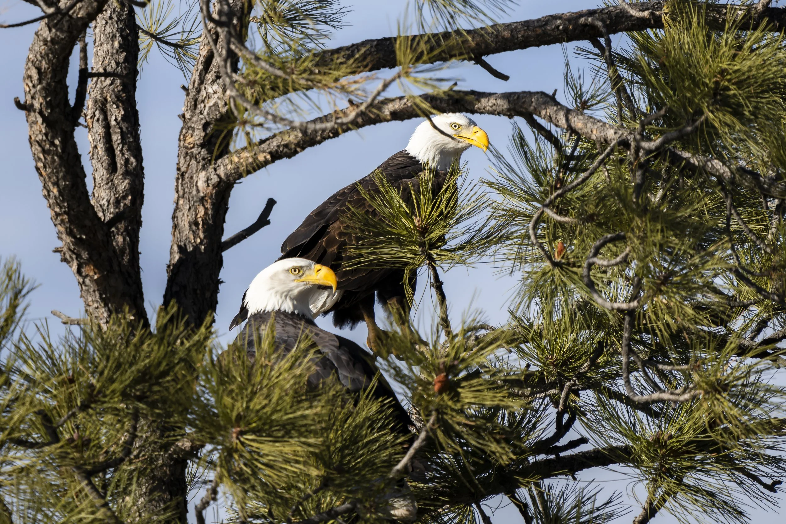 Two bald eagles perched on a pine tree branch against a blue sky in Barr Lake State Park, CO