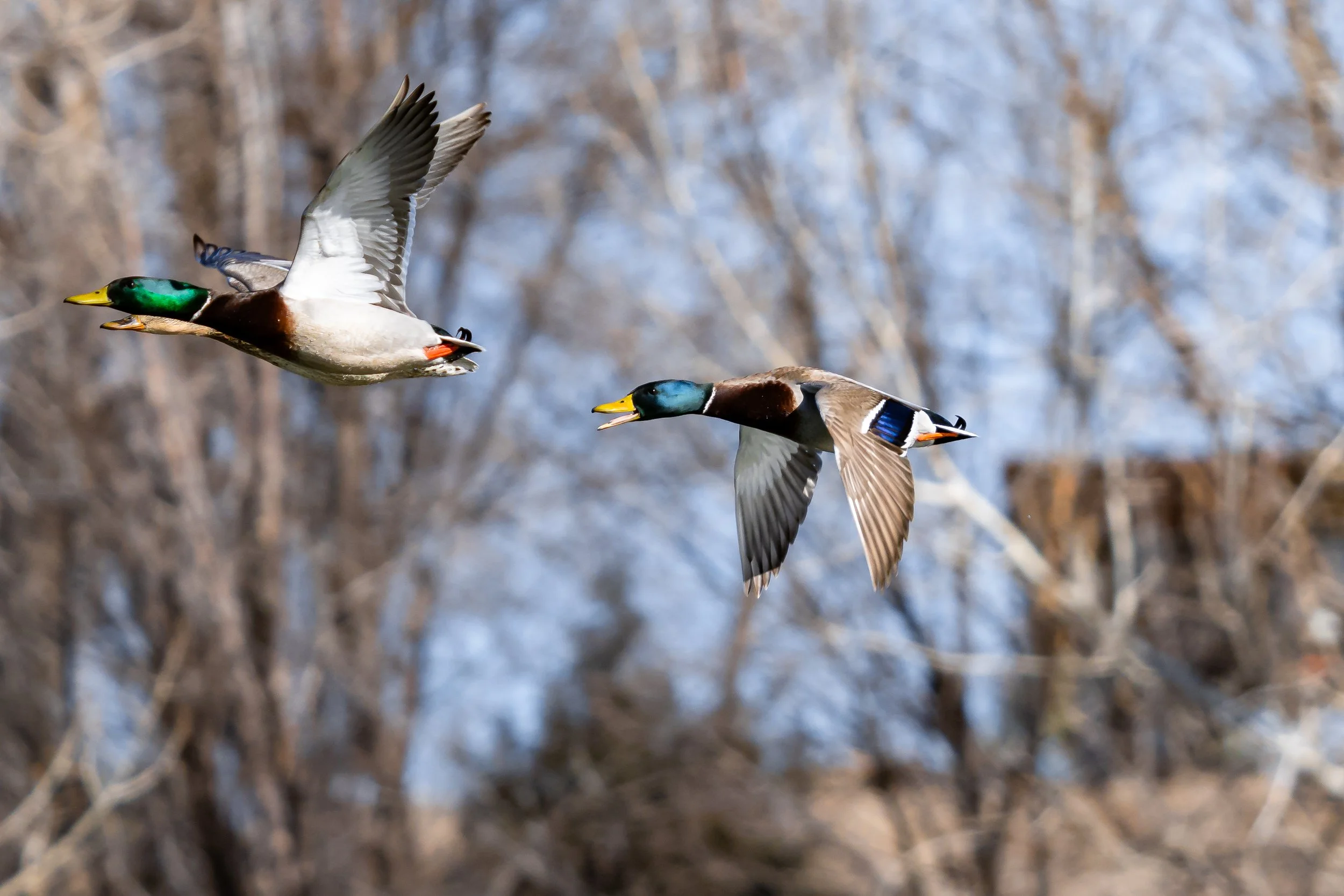 Two mallard ducks flying outdoors with blurred trees and sky in the background.