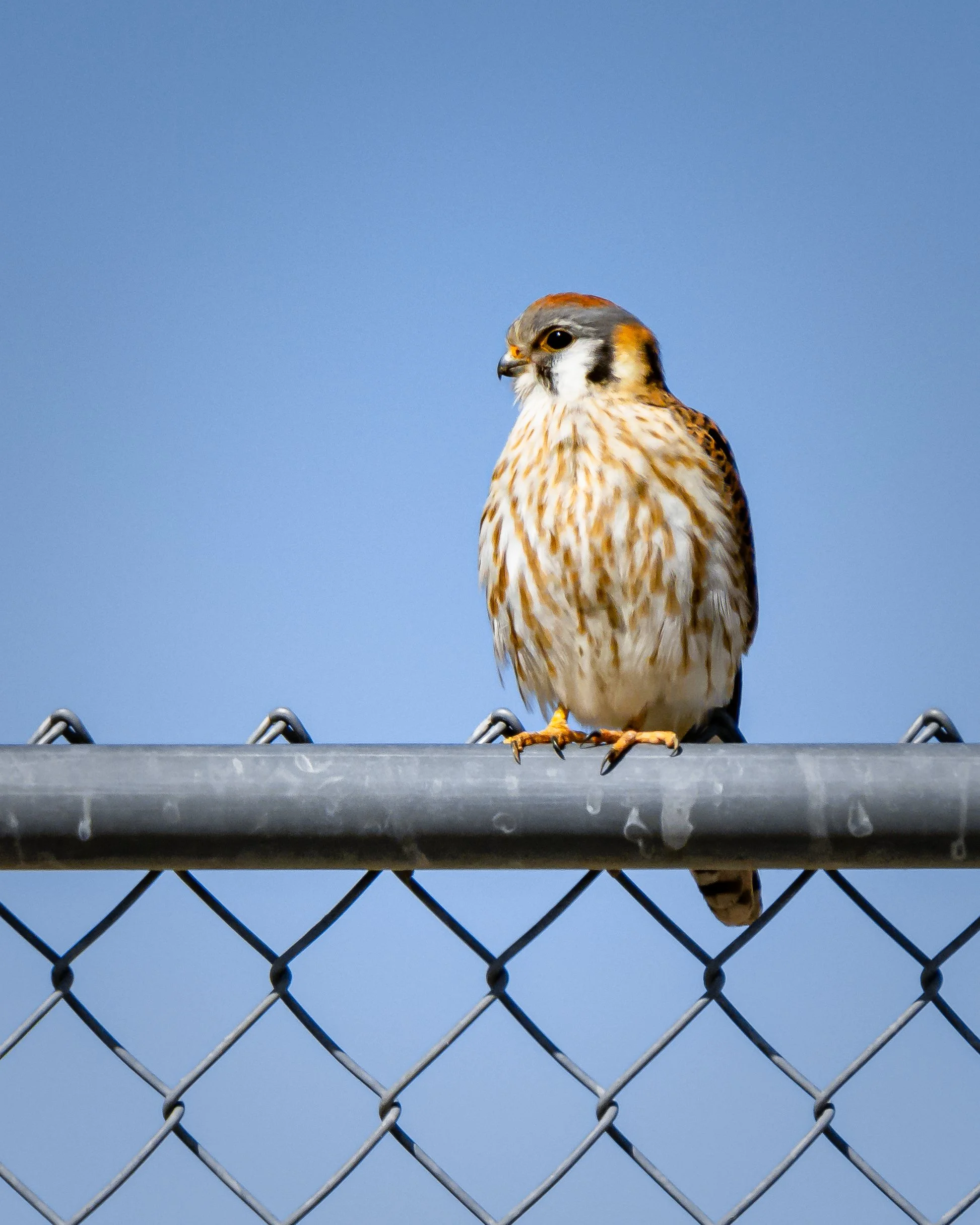 An American Kestrel, perched on a metal fence against a blue sky background.