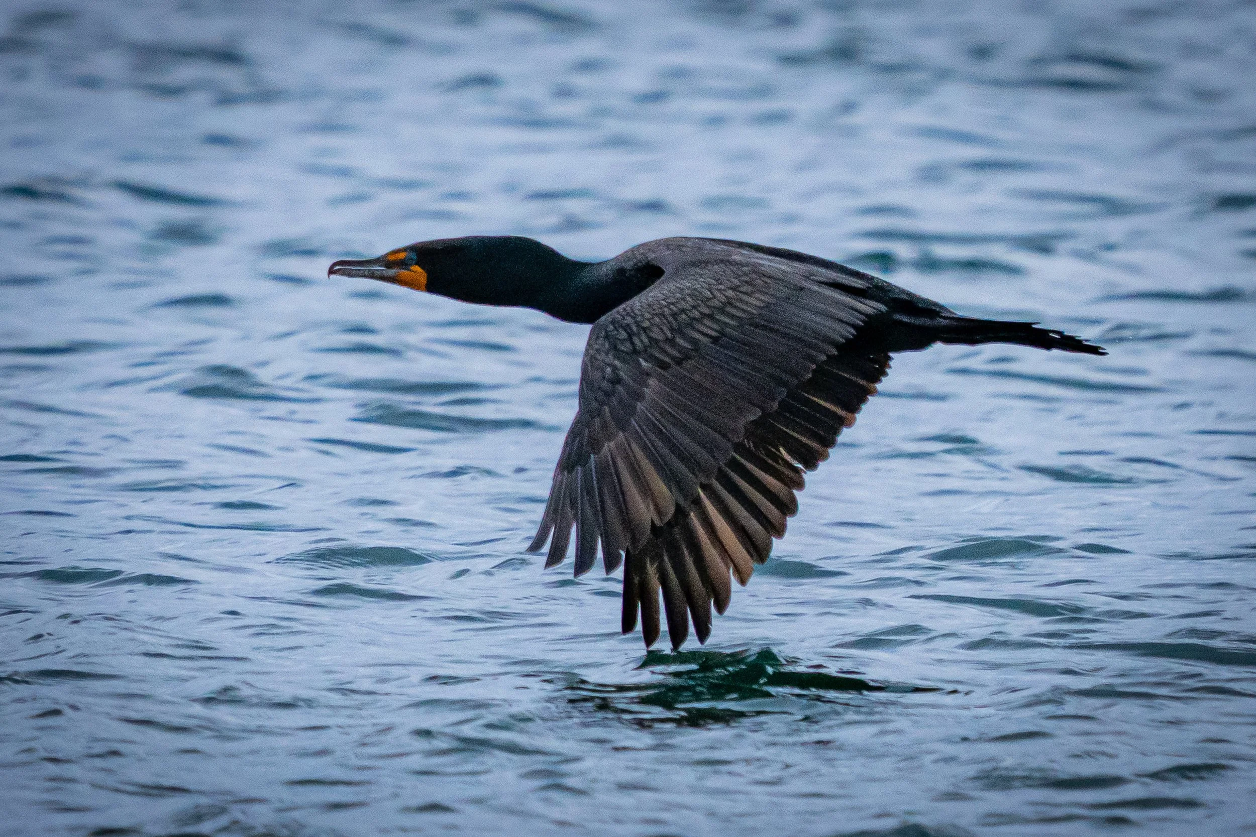 A black bird with an orange and black beak flying low over water.