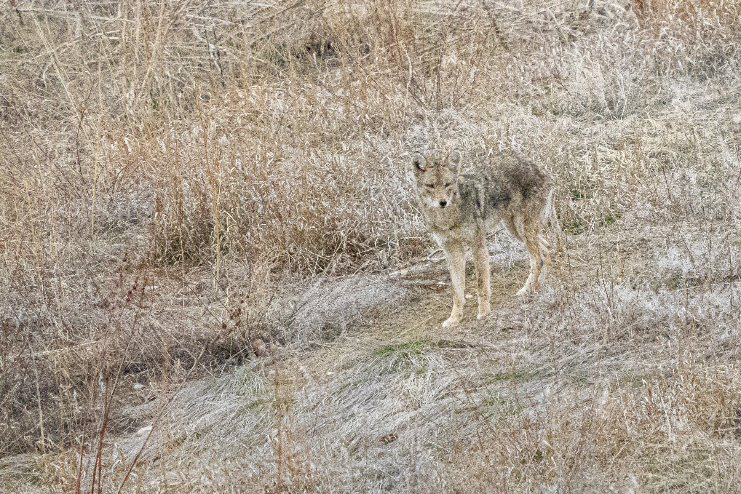 A young coyote stands in a dry grassy field, blending with the beige and brown surroundings.