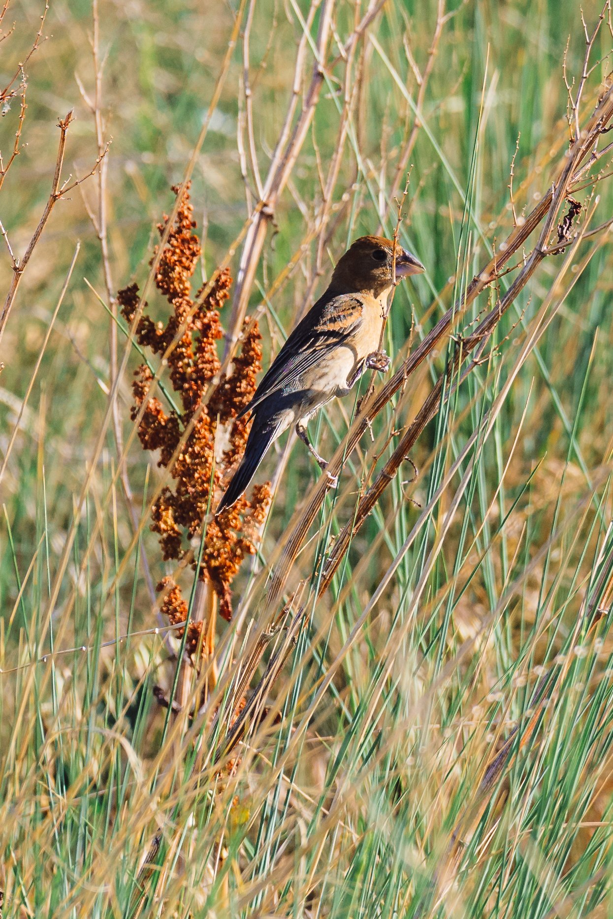 A bird perched on a dried reed stem in a grassy field with green and brown plants.