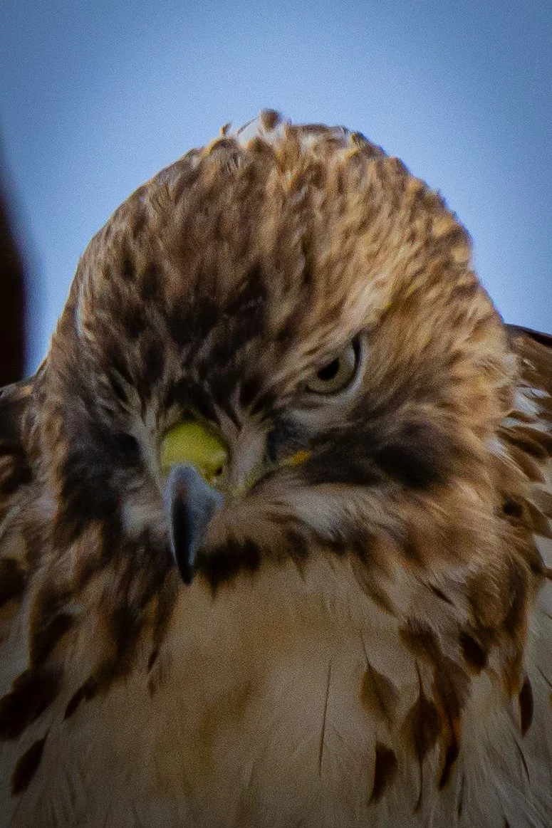 Close-up of a hawk's head, featuring sharp eyes and a beak.