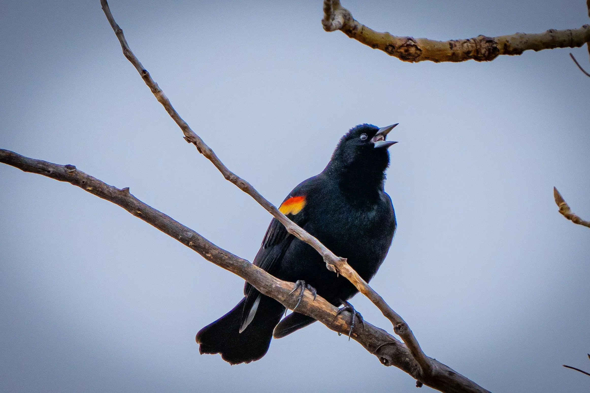 A black bird with a red and yellow patch on its wing perched on a tree branch, with its beak open, against a blurred blue sky background.
