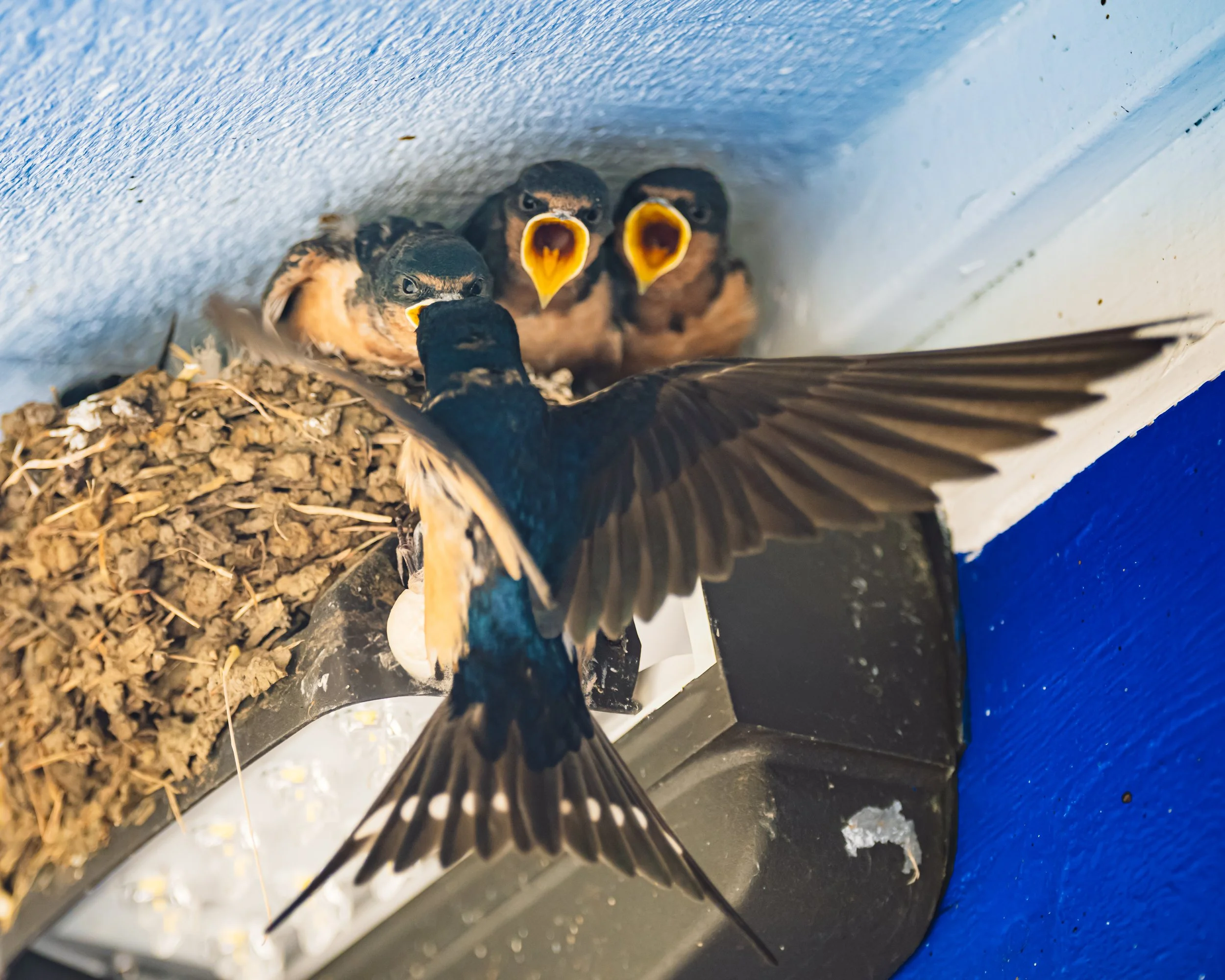 Bird feeding its three chicks in a nest under a ledge.