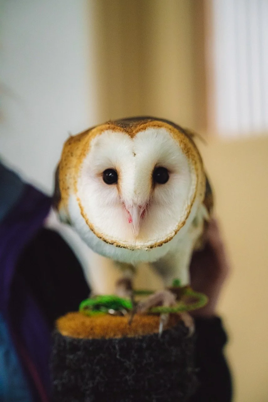 Close-up of a barn owl, perched on a person's hand.