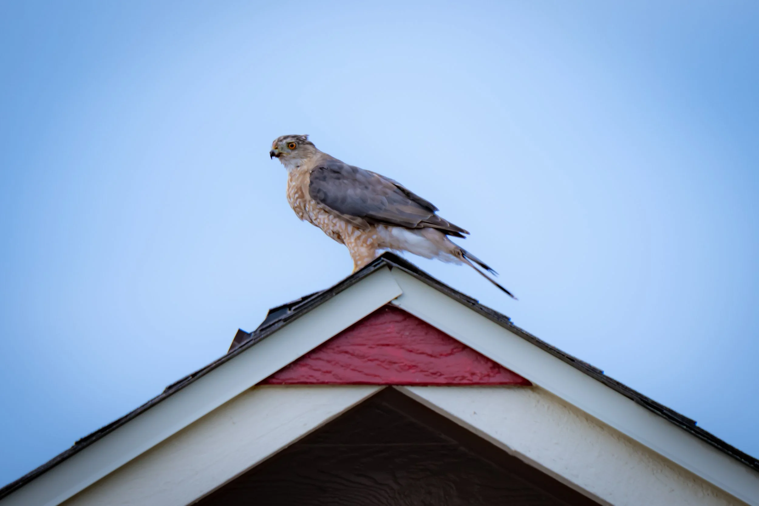 Hawk perched on the roof of a house against a blue sky.