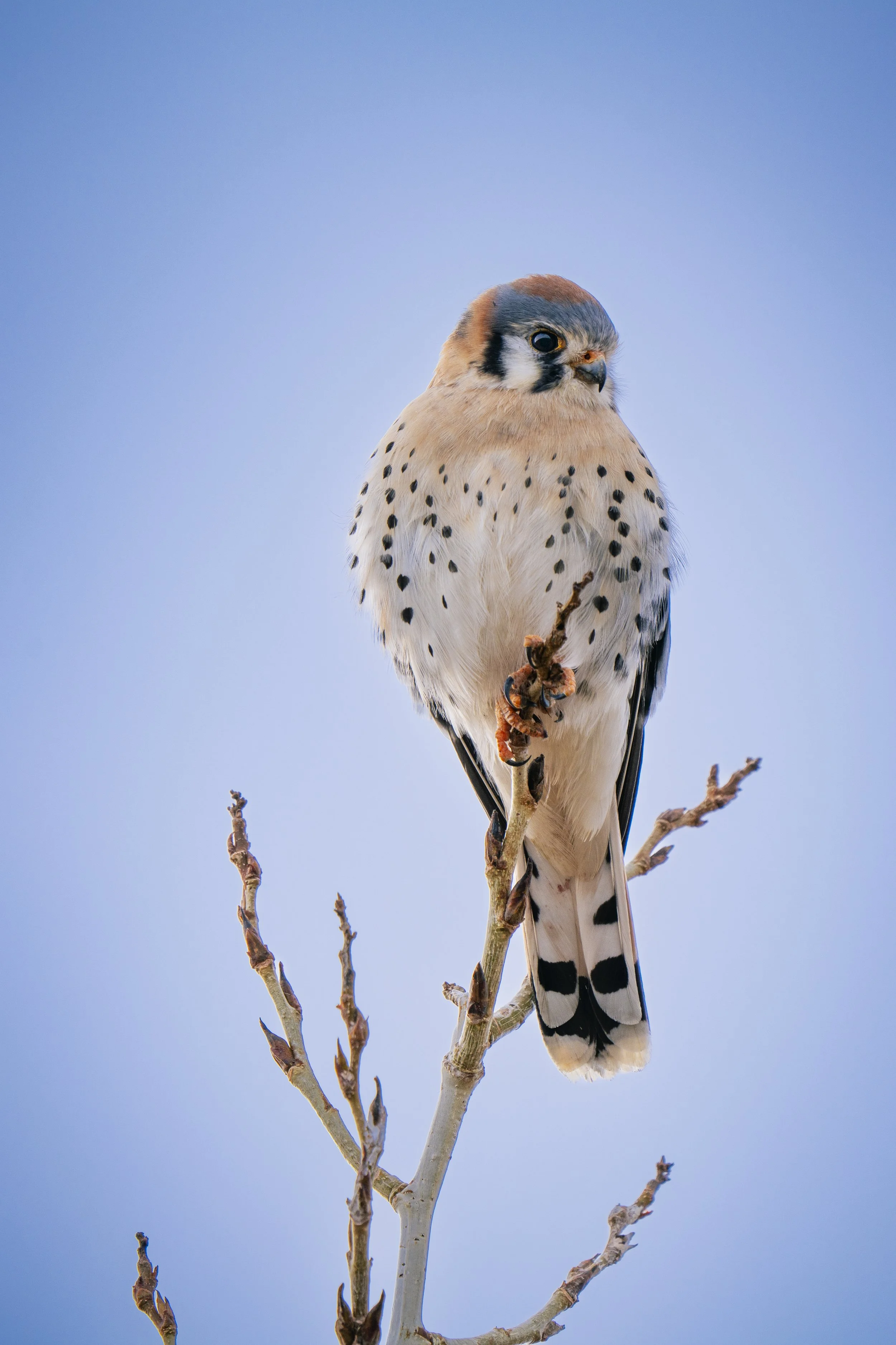 A close-up of a kestrel perched on a small branch against a clear blue sky in Westminster, CO