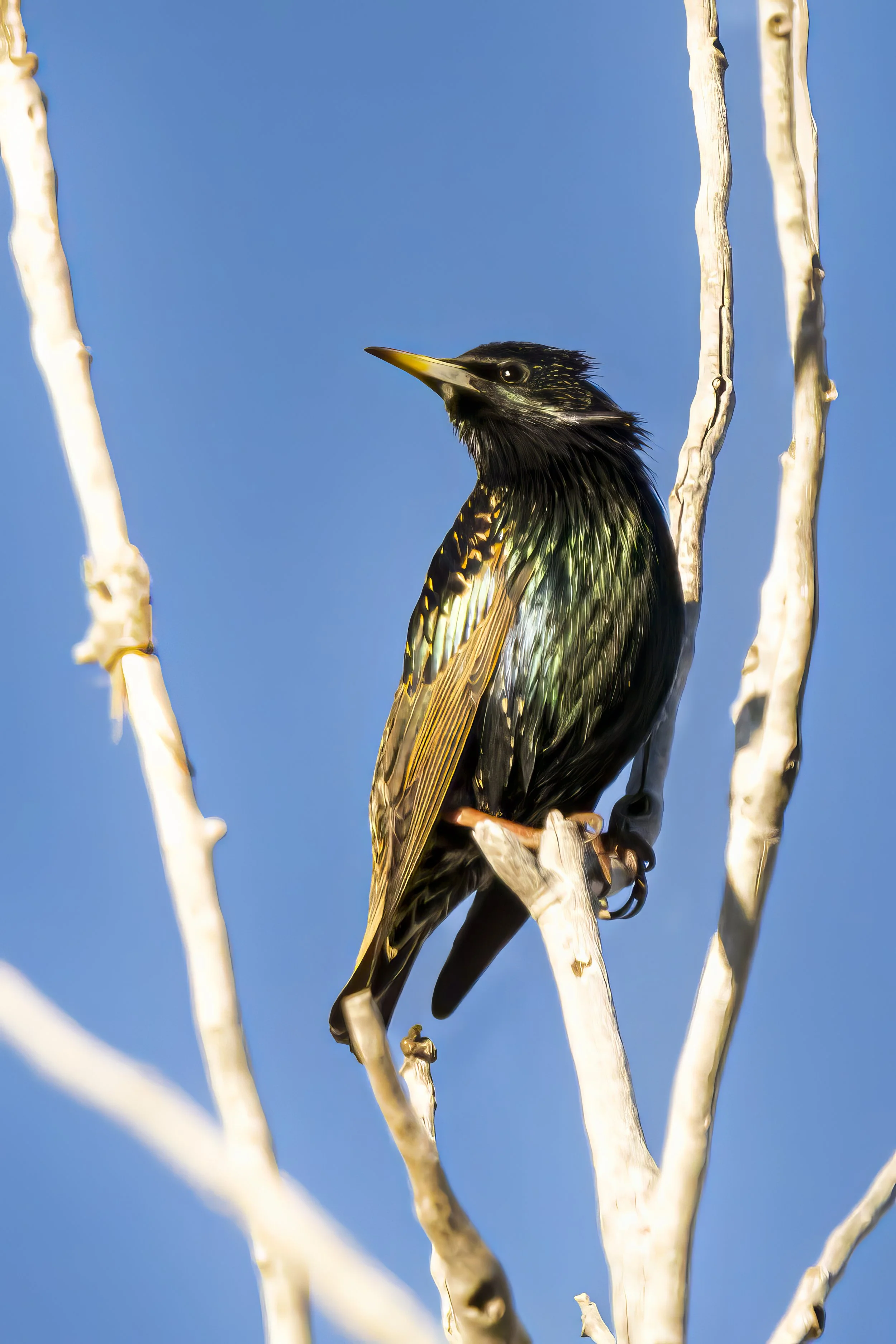 A bird with black and iridescent green feathers perched on a white branch against a blue sky.