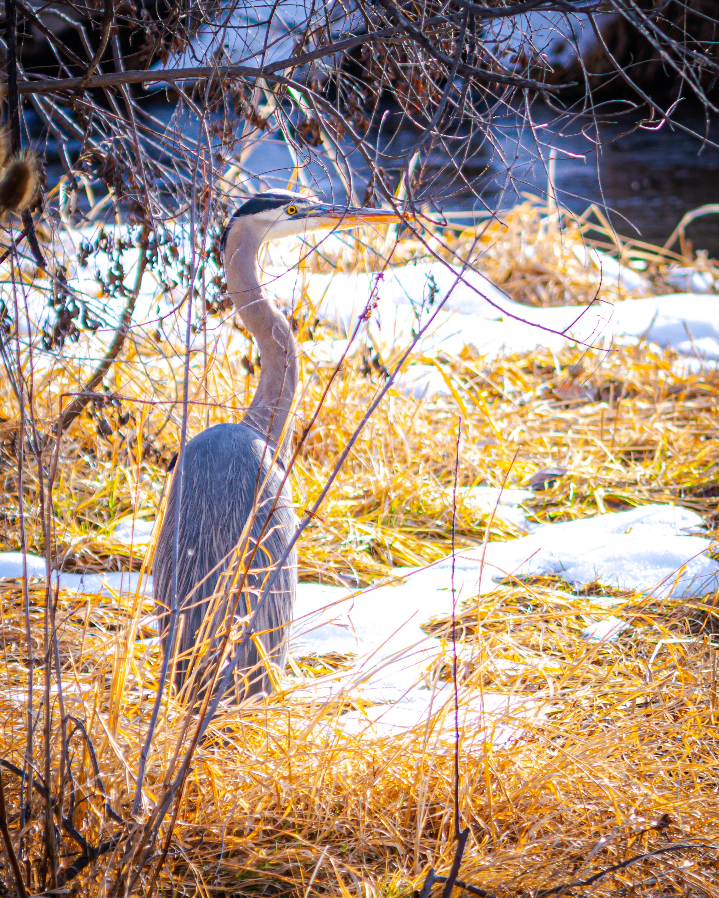 A heron standing amidst yellow grass and snow with bare branches overhead.