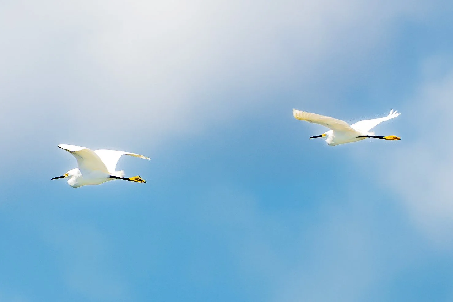 Two white birds flying against a blue sky with light clouds.
