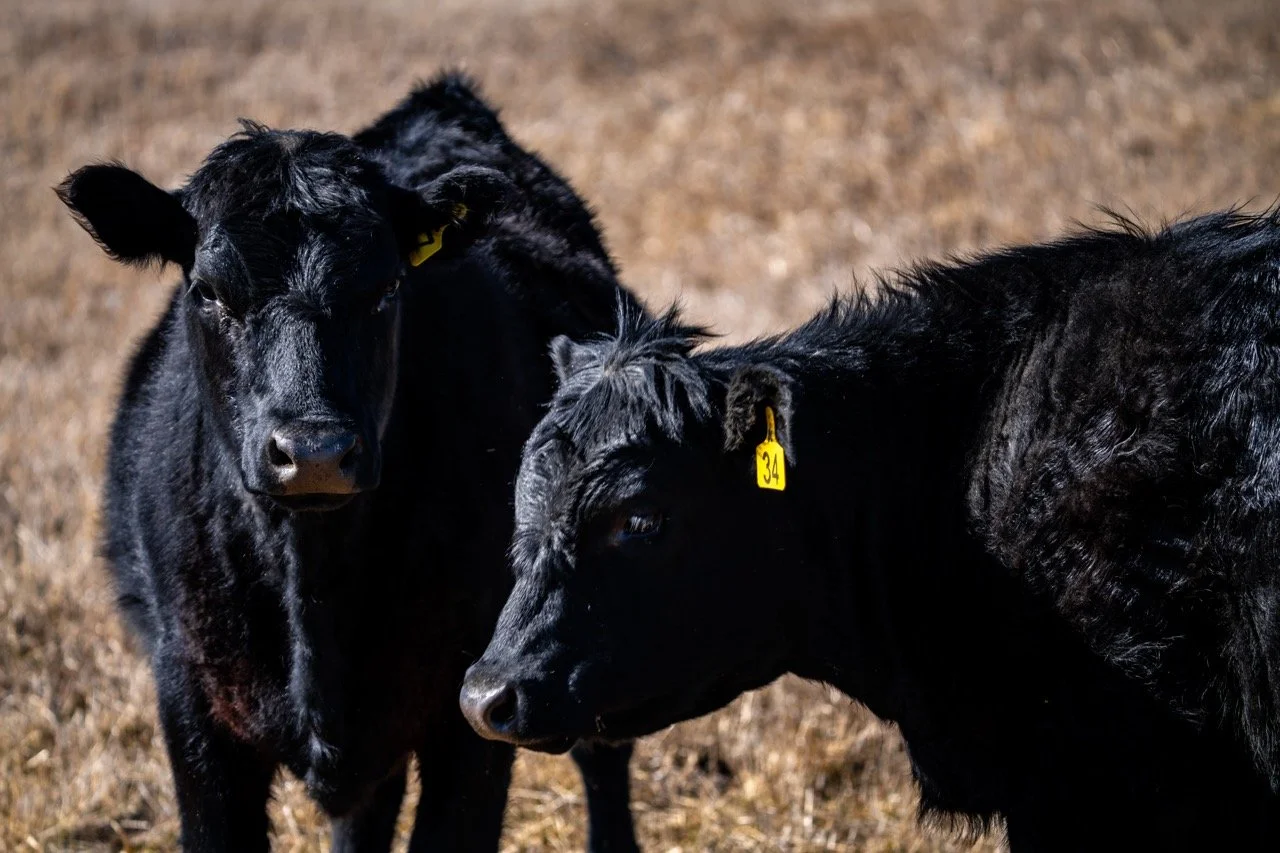 Two black calves standing on dry grass, one looking directly at the camera, the other grazing with its head turned sideways, both with yellow ear tags.