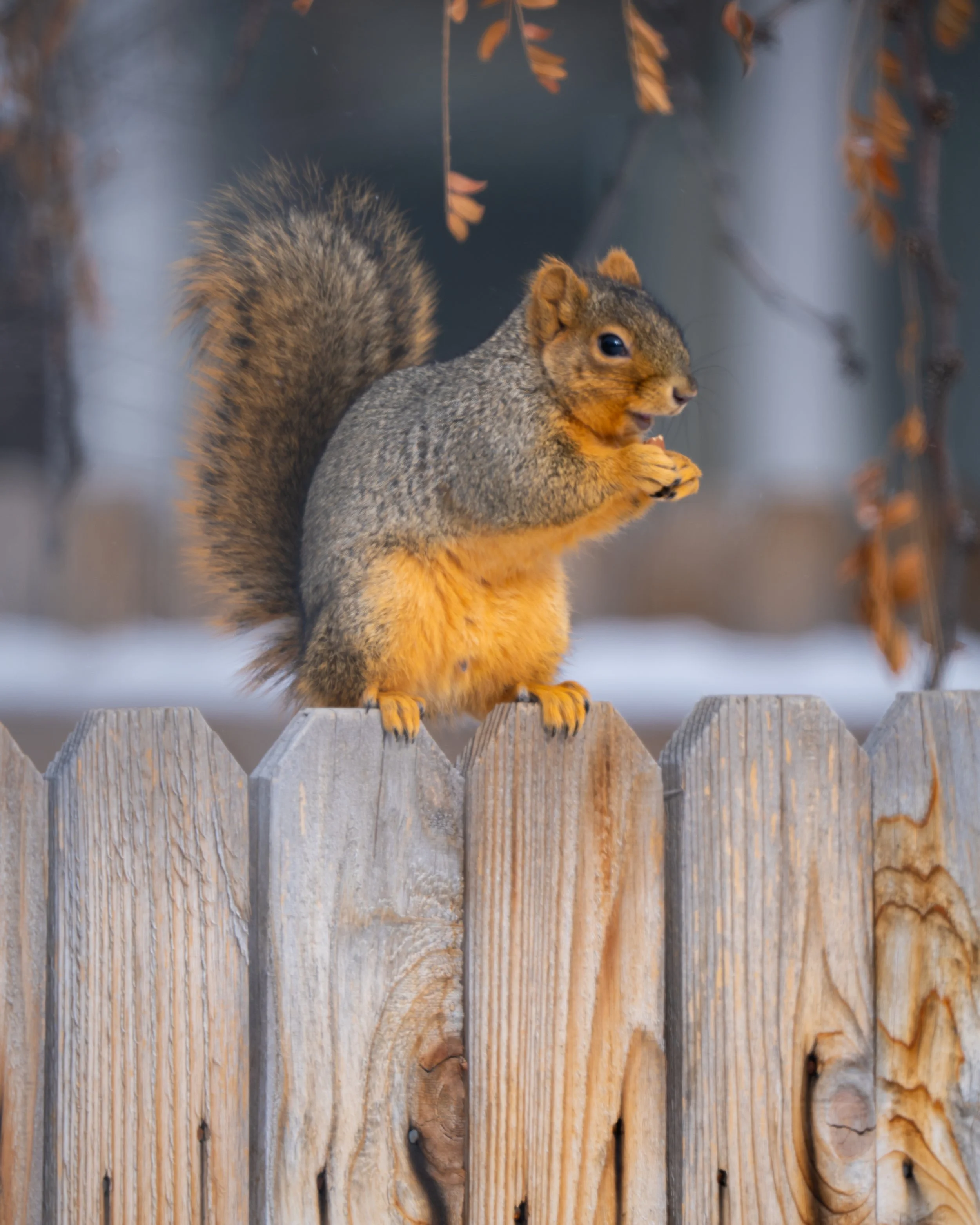 A squirrel standing on a wooden fence, holding and eating a nut.