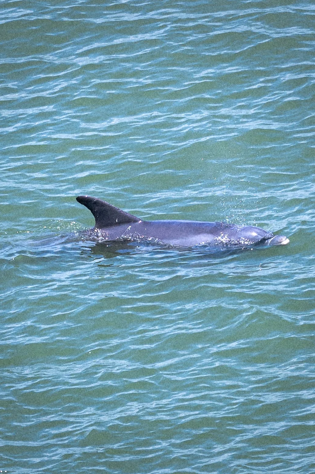 A dolphin swimming in the ocean near Ft Lauderdale, FL. 