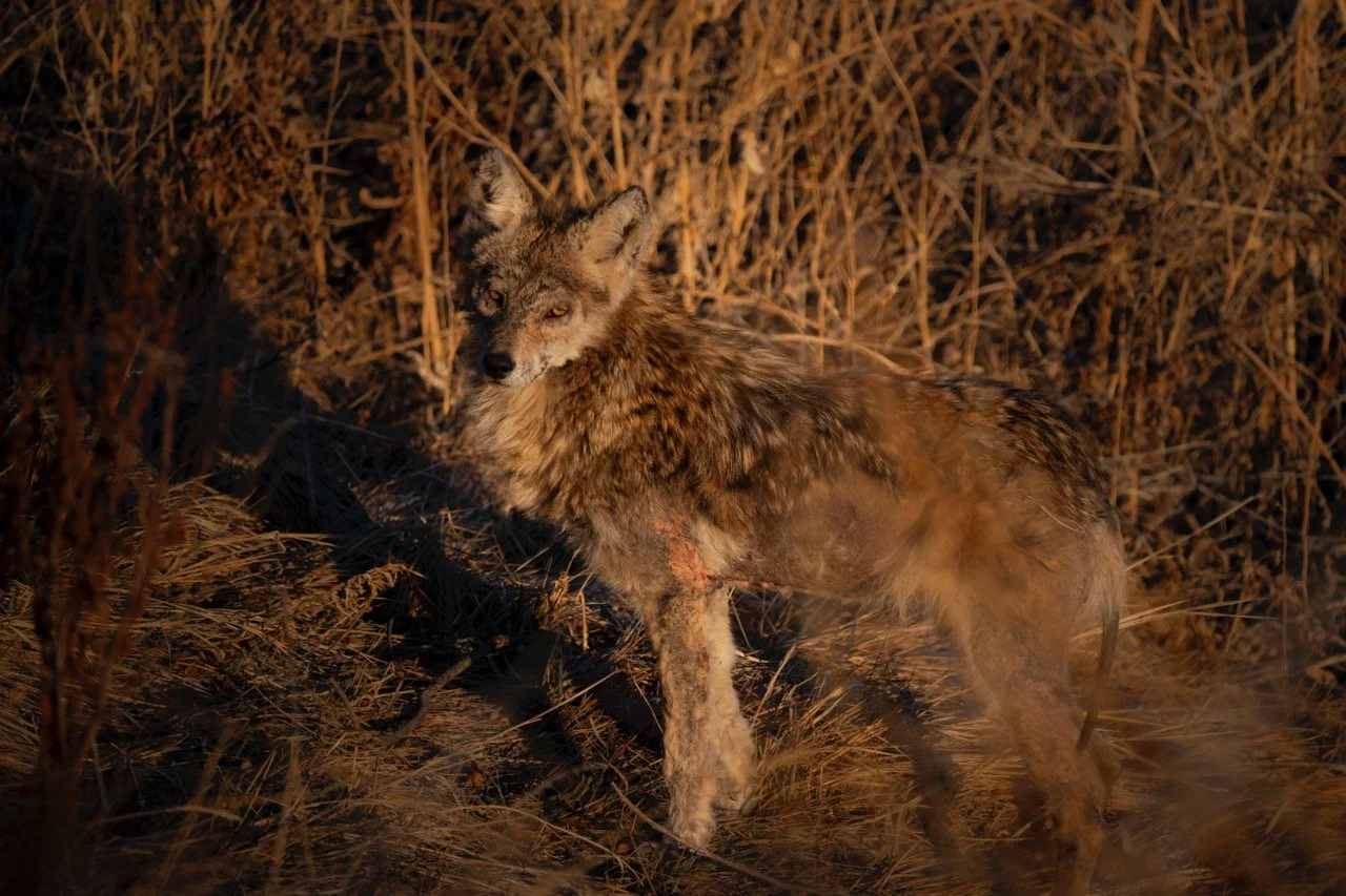 A coyote standing in dry grass during nighttime, looking towards the camera with a wound on its front leg.