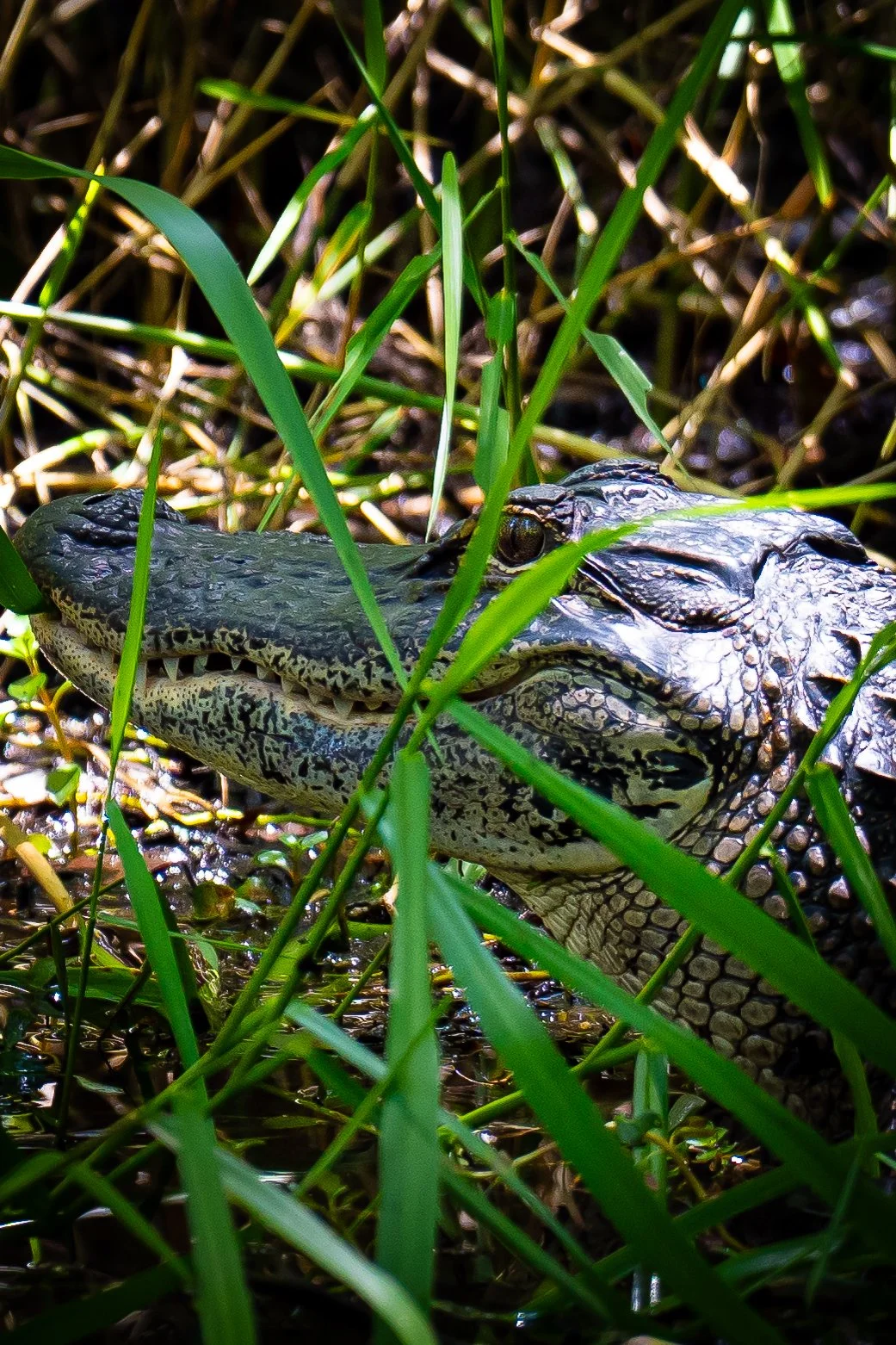 Close-up of a young alligator partially submerged in water, surrounded by green grass in Florida. 