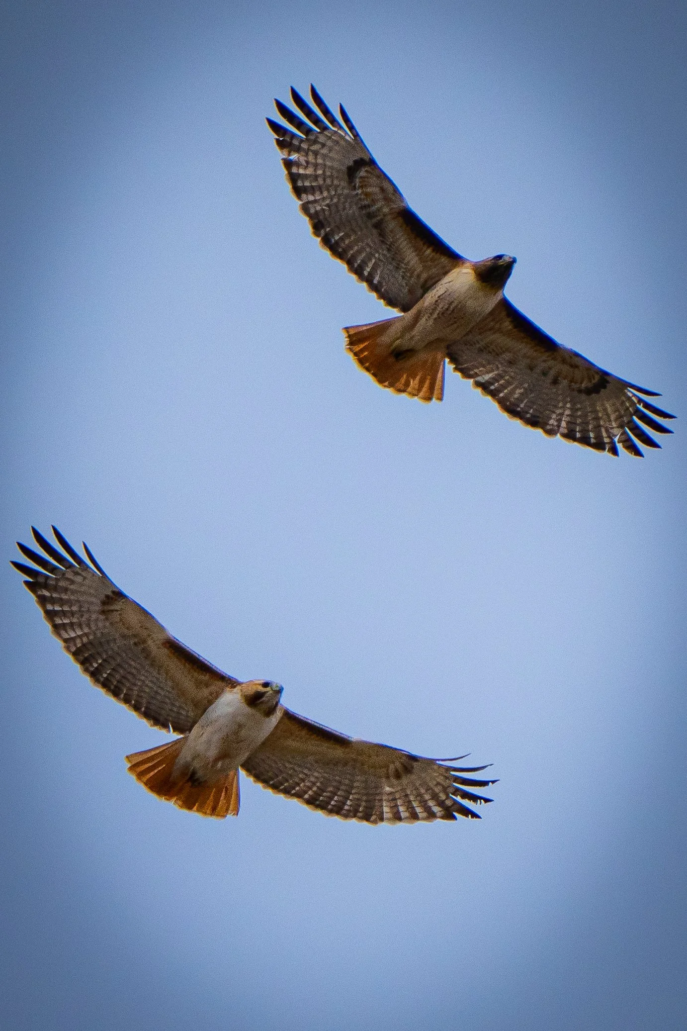 Two hawks flying in the sky with their wings spread wide.