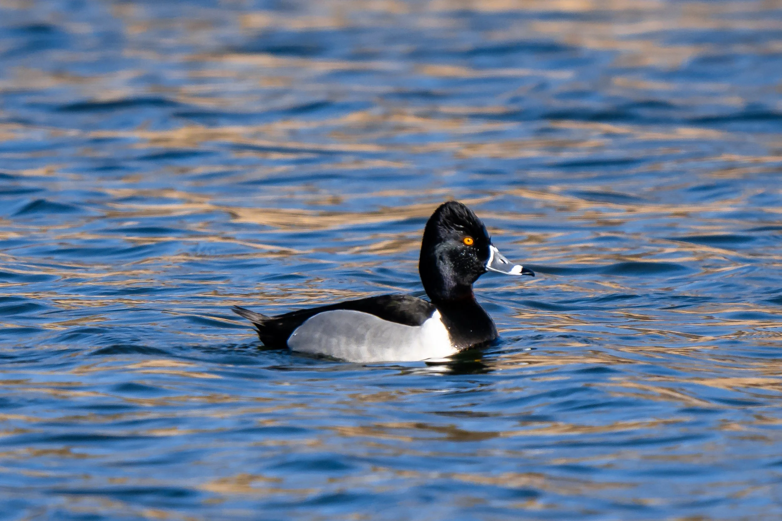 A male ring-necked duck swimming on a body of water with ripples.