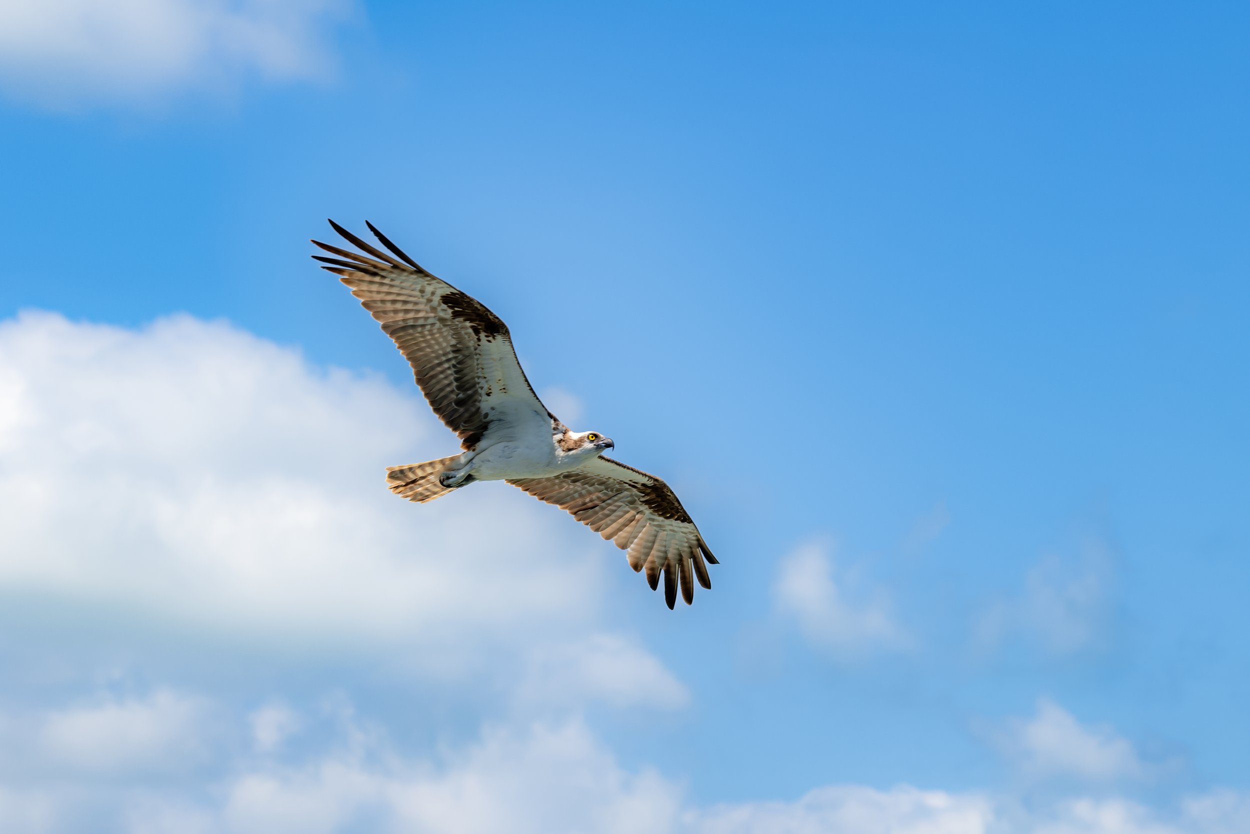 An osprey flying in a clear blue sky.