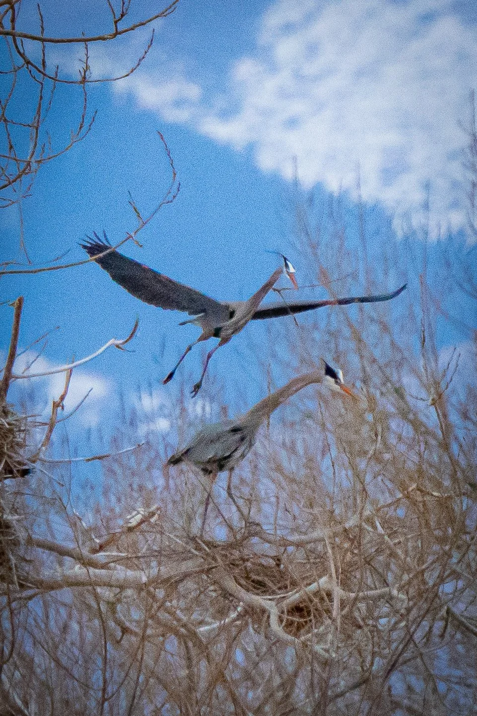 A flock of cranes flying and perched among leafless tree branches against a blue sky with scattered clouds.