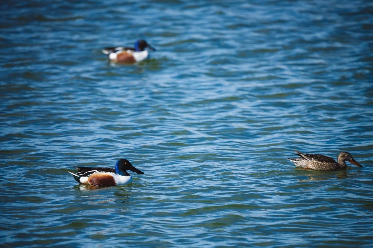 Three ducks swimming in blue water, two male mallards with green heads and one female mallard with brown mottled feathers.