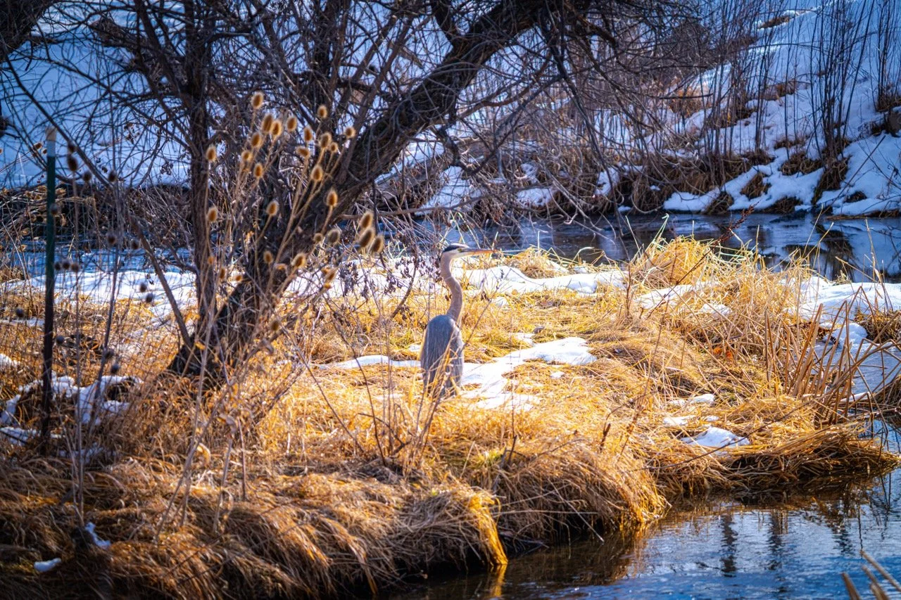 A heron in Westminster, CO standing near a snow-covered riverbank with dried grass and leafless trees in winter.