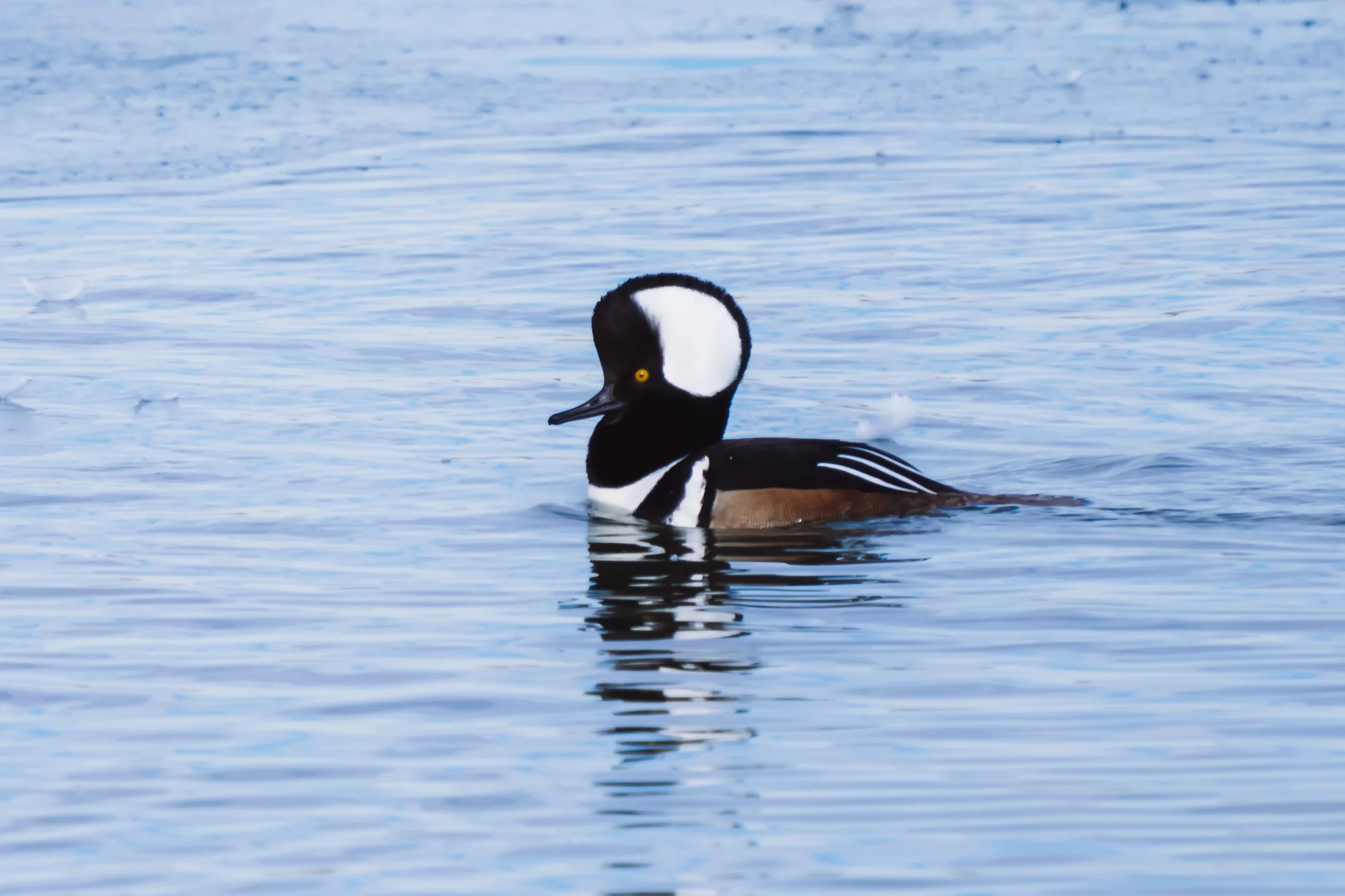 A male hooded merganser duck swimming on calm water.