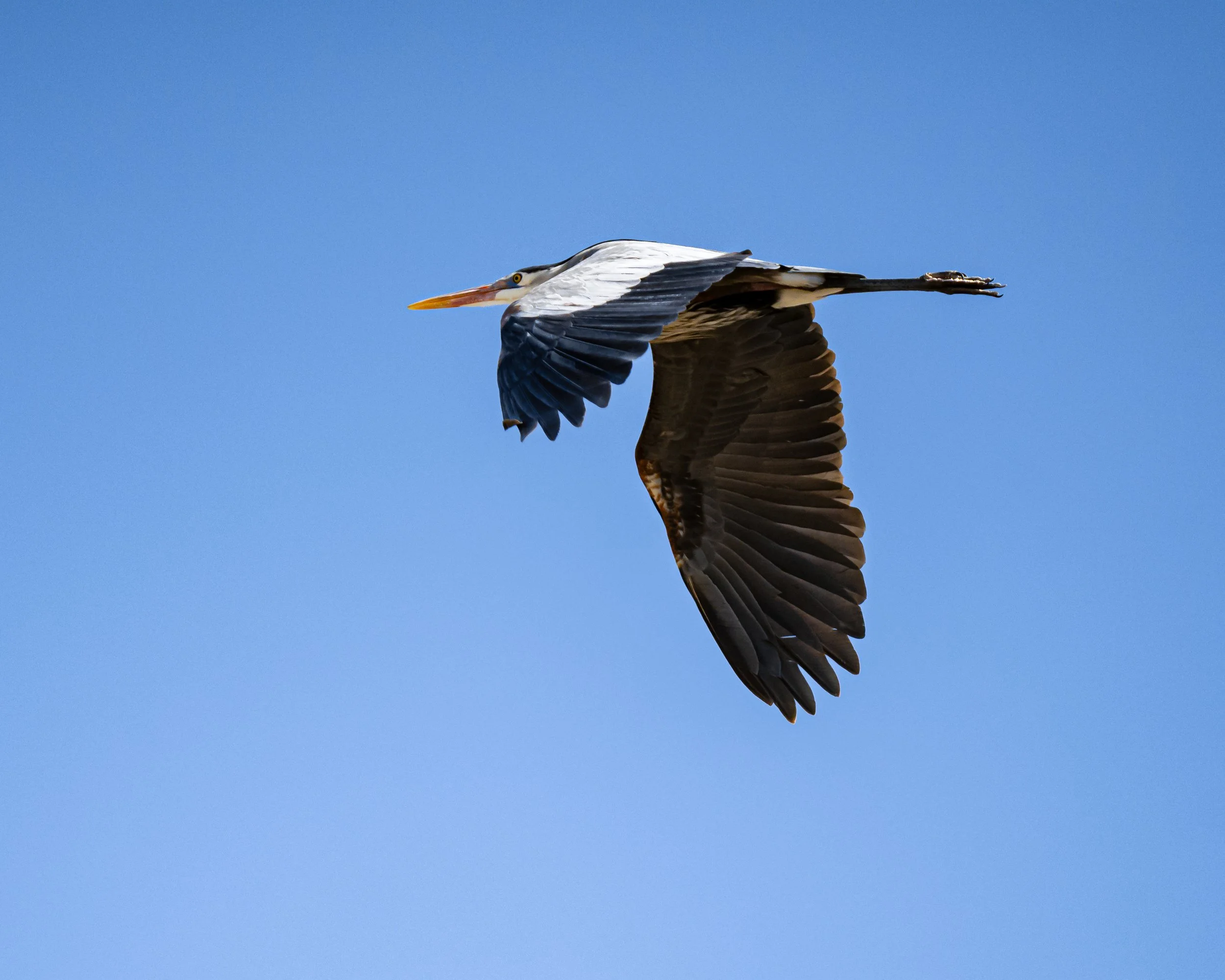 A large bird, specifically a heron, flying in a clear blue sky with its wings spread wide.