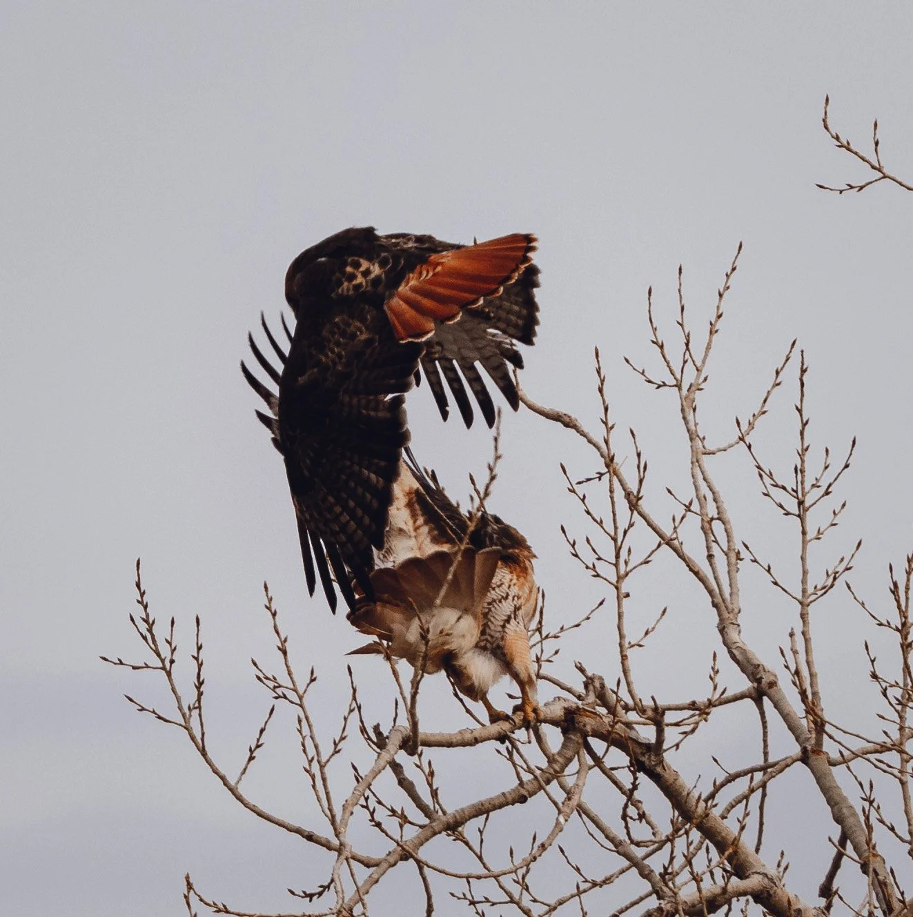 One hawk flies directly into another hawk who is perched on a tree branch, nearly taking the perched bird out of the tree. 