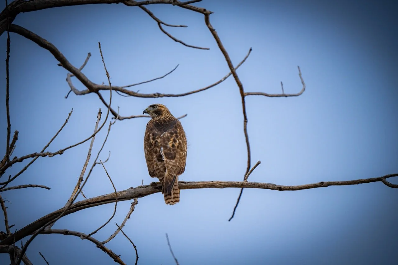 A hawk perched on a leafless tree branch against a blue sky.
