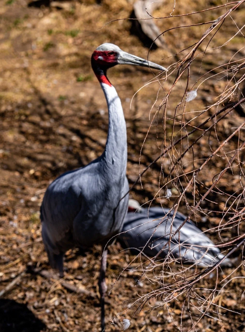 A crane standing on the ground, with leafless branches in the foreground.